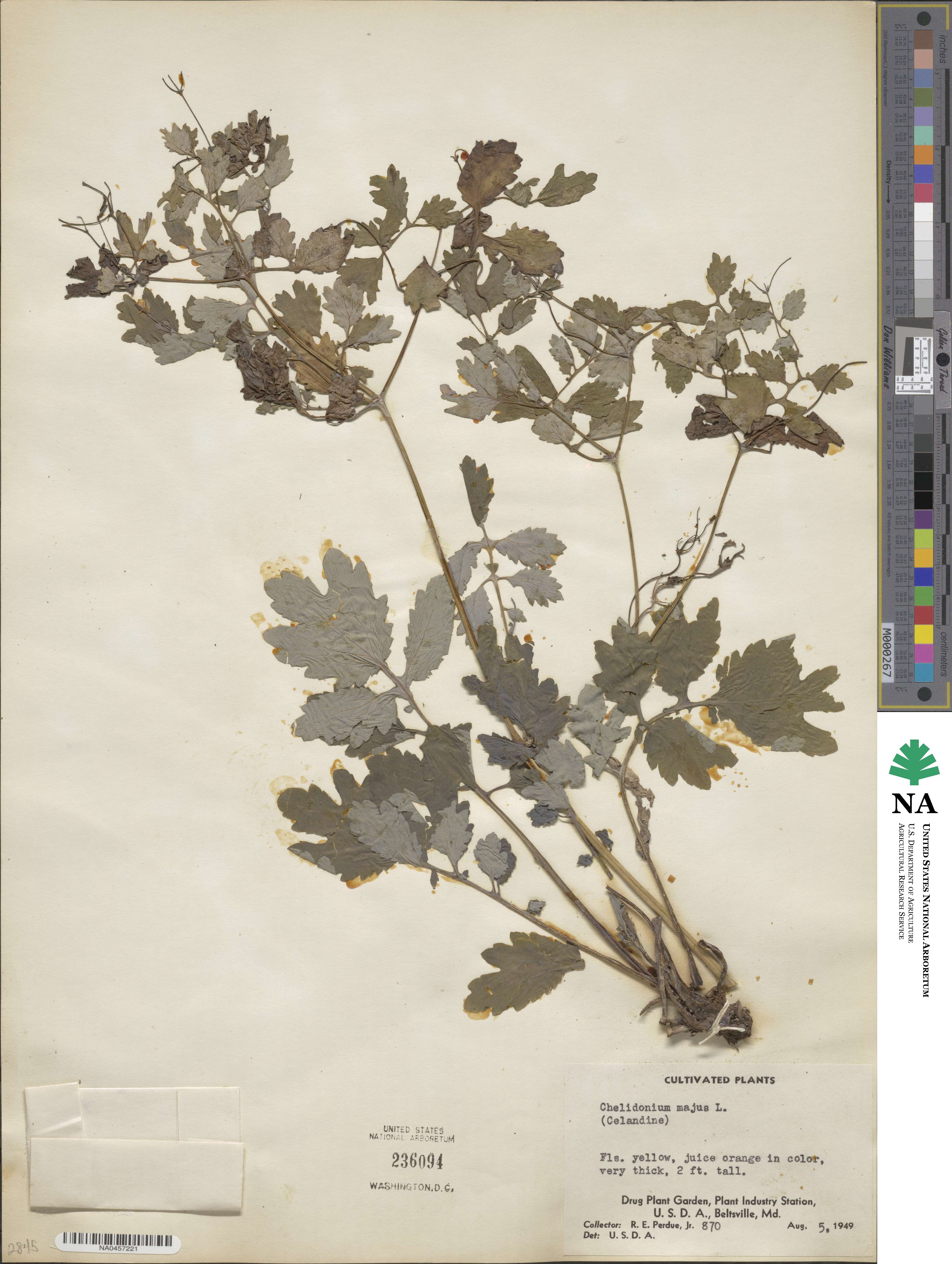 Chelidonium majus image