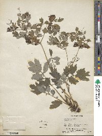 Chelidonium majus image