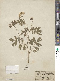 Chelidonium majus image