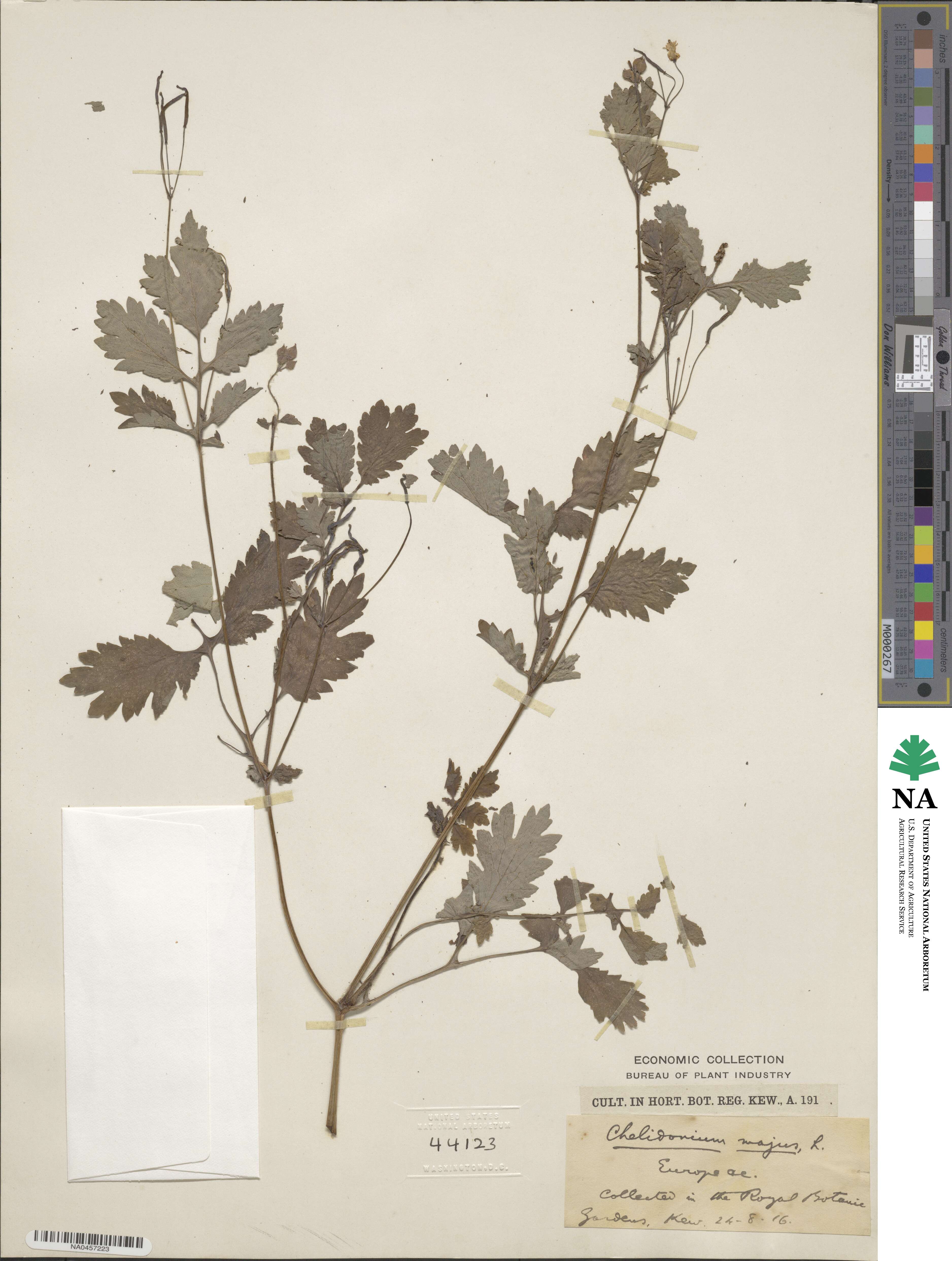 Chelidonium majus image