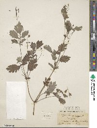 Chelidonium majus image