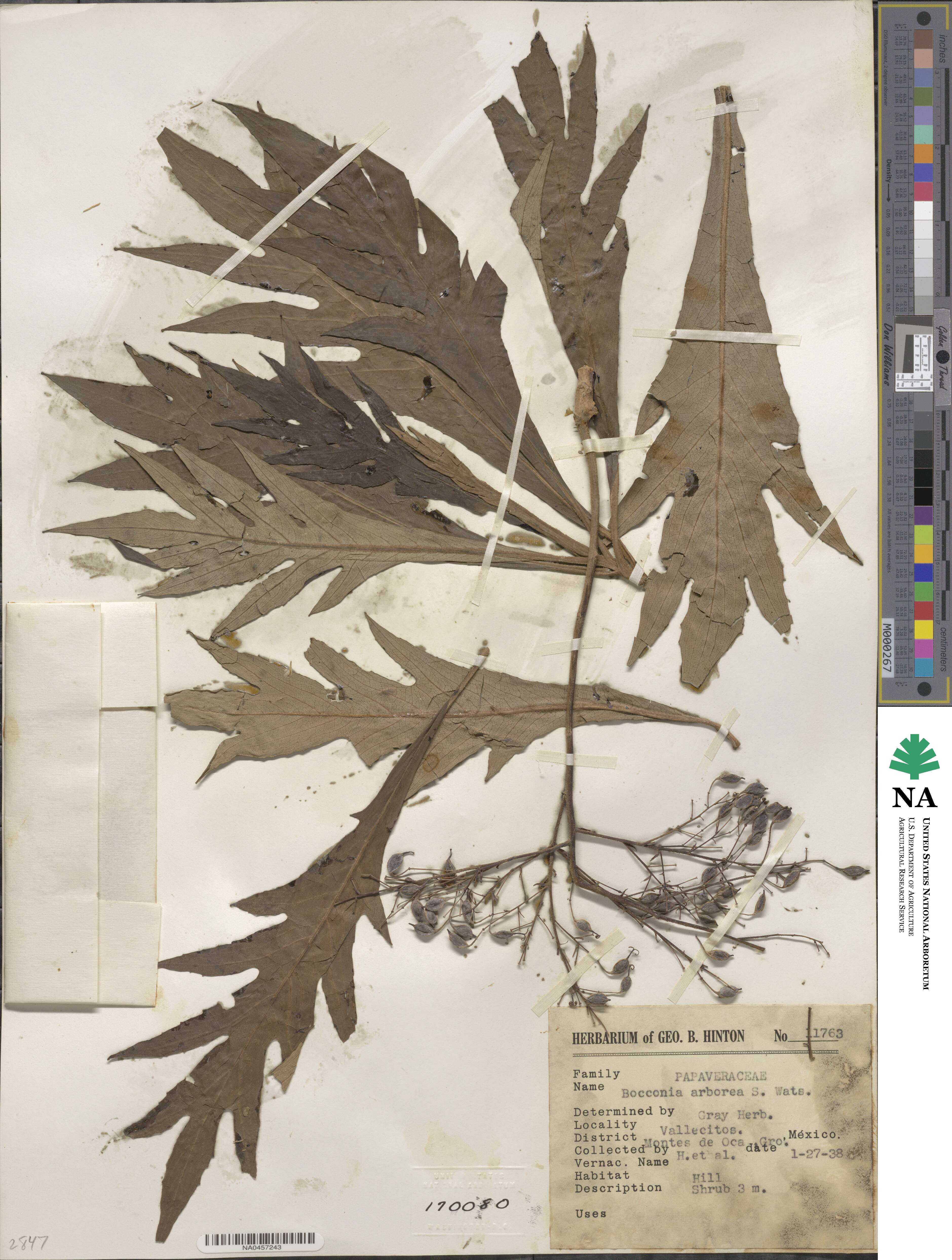 Papaveraceae image