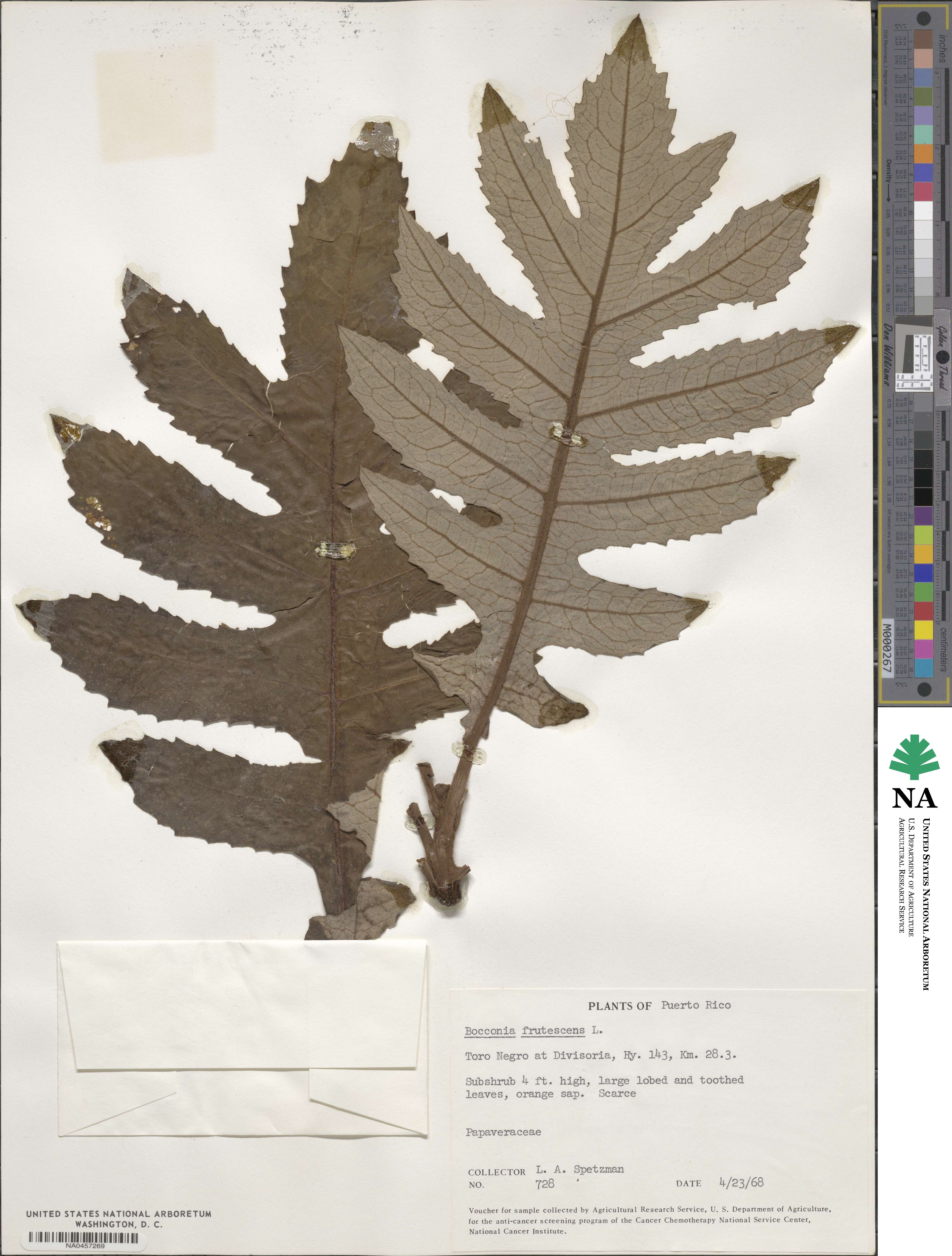 Bocconia frutescens image