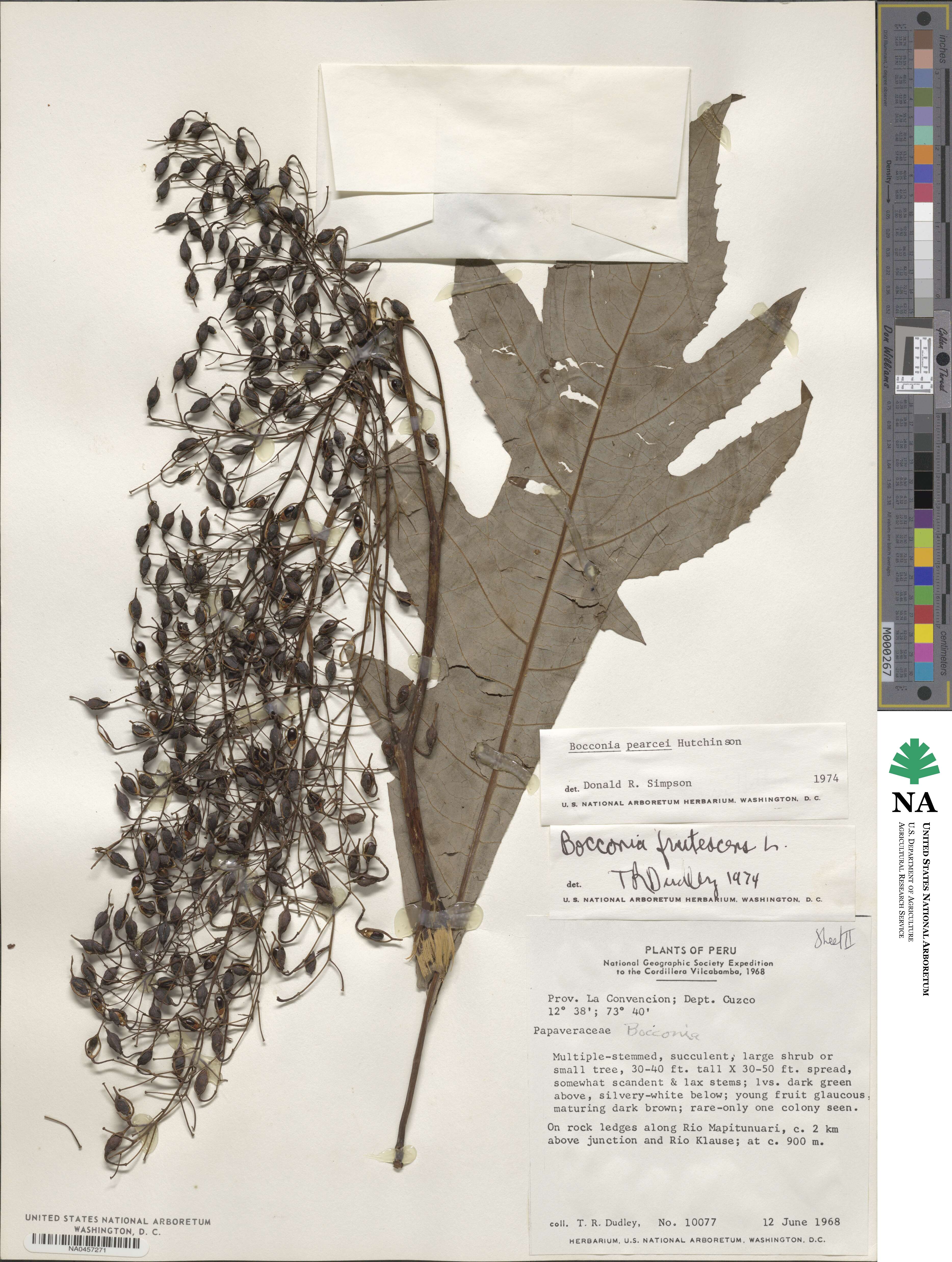 Bocconia frutescens image