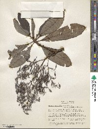 Bocconia integrifolia image