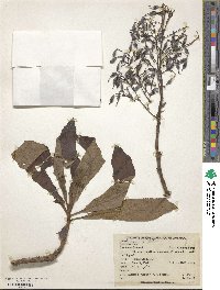 Bocconia integrifolia image