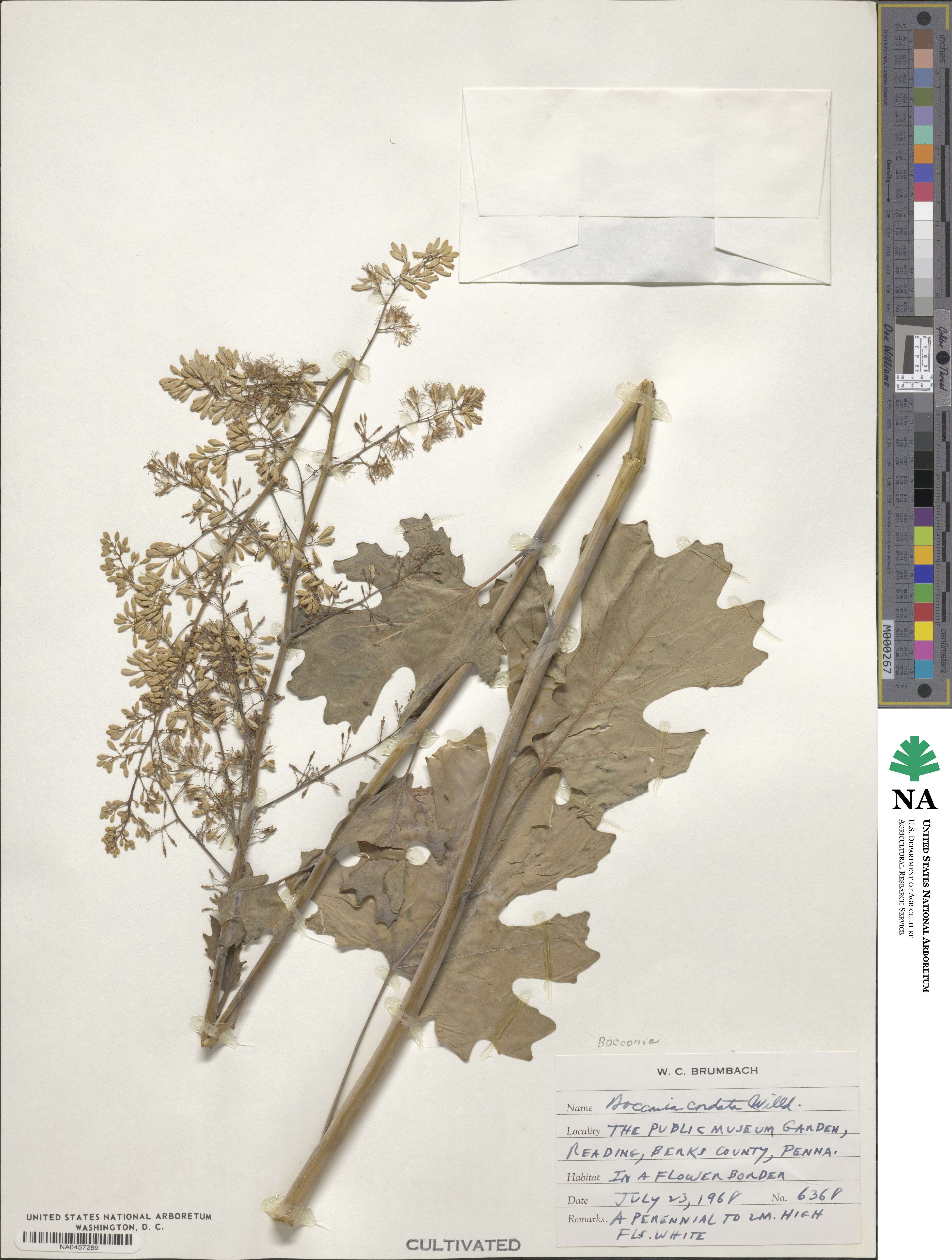 Macleaya cordata image