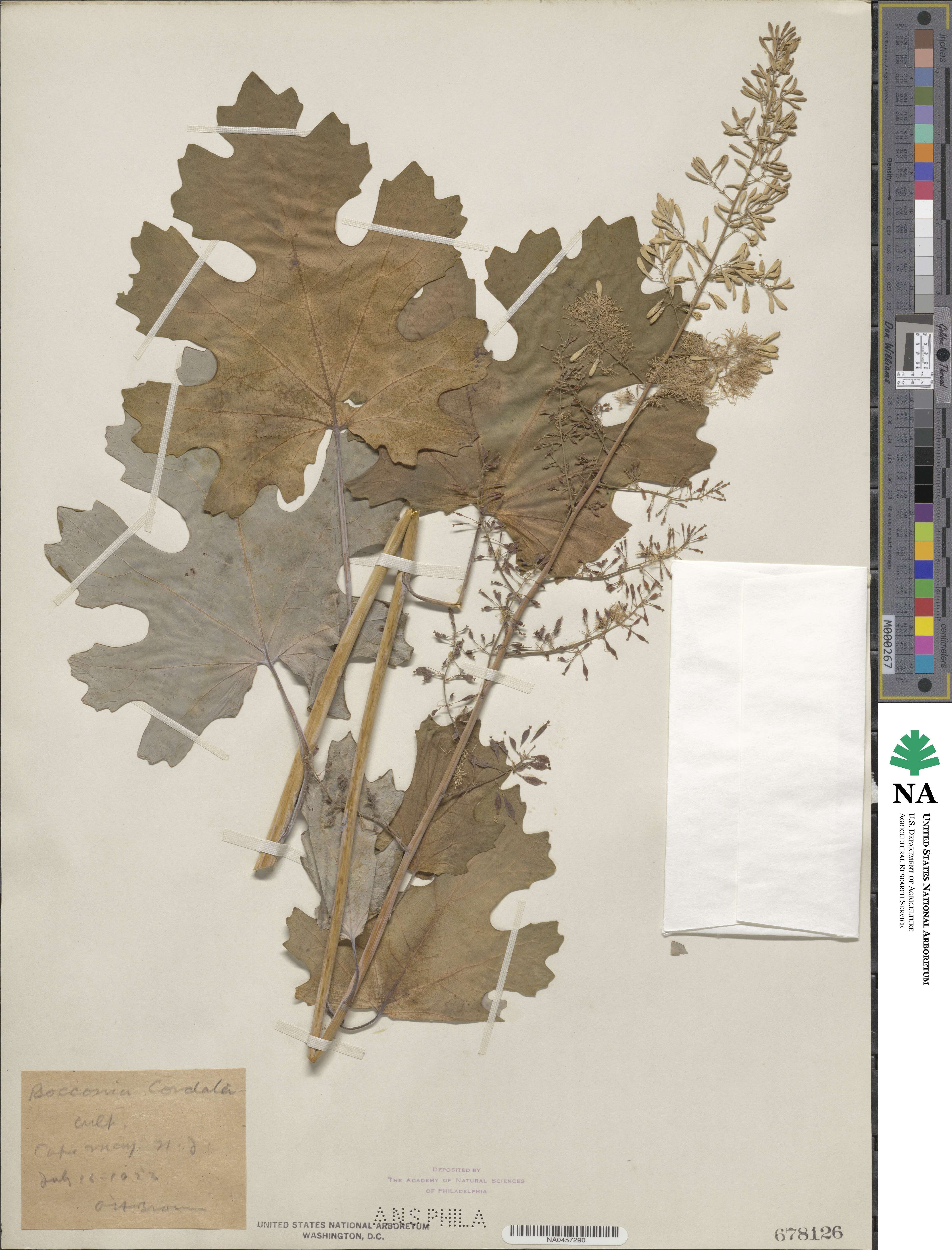 Macleaya cordata image