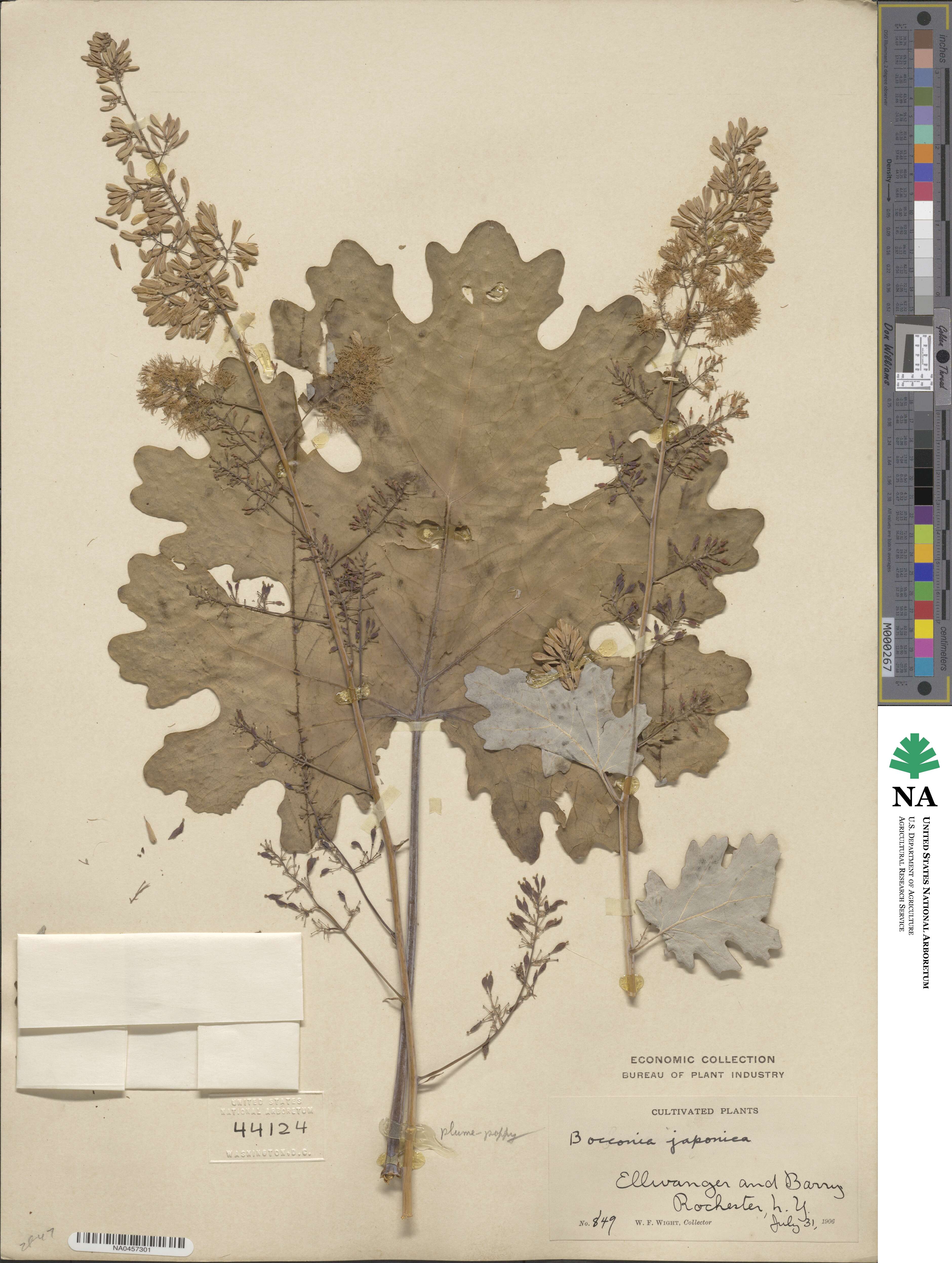 Macleaya cordata image