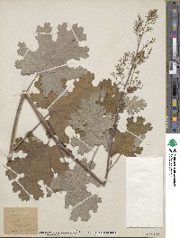 Macleaya microcarpa image