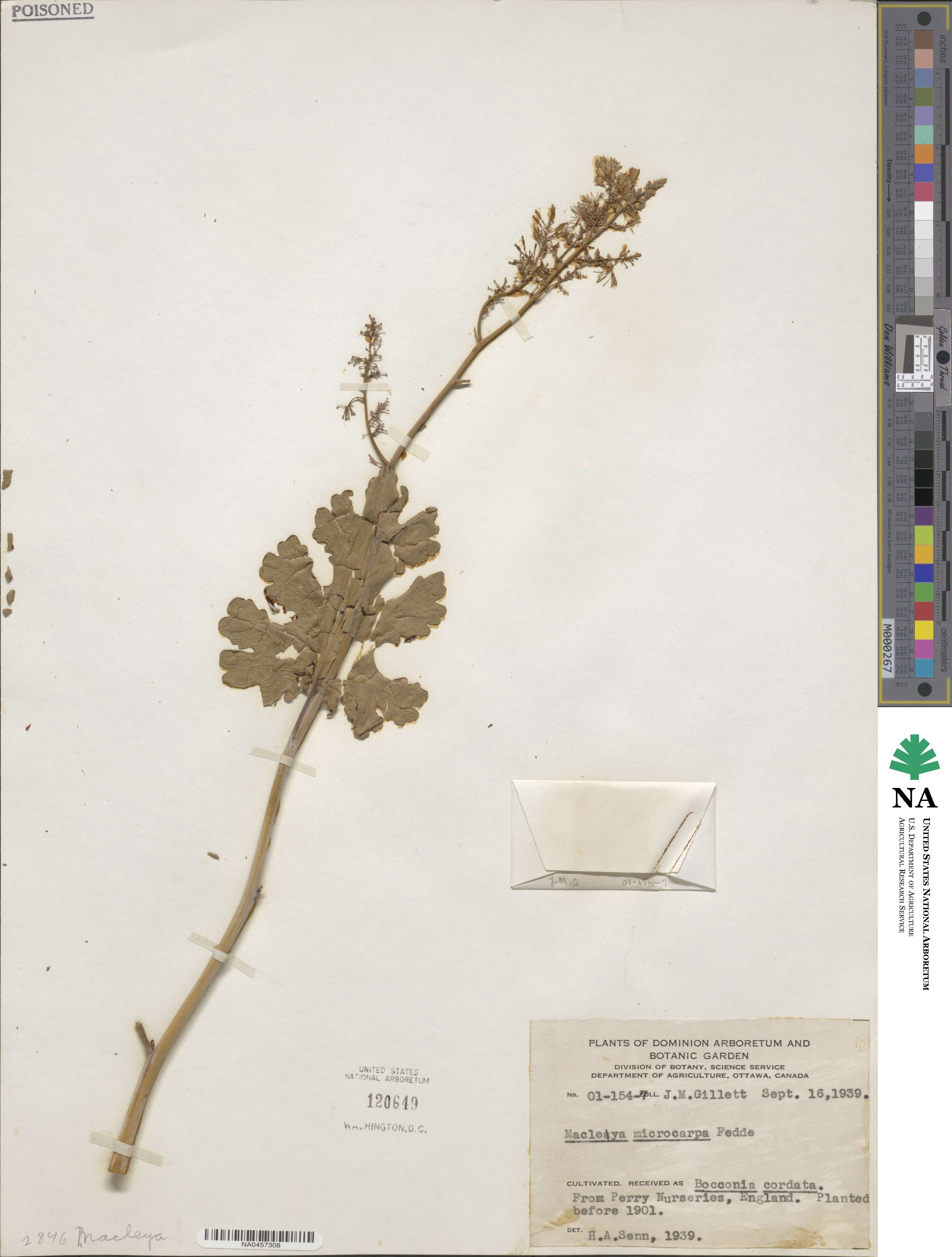 Macleaya microcarpa image