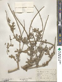 Glaucium corniculatum image