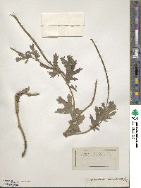 Glaucium corniculatum image