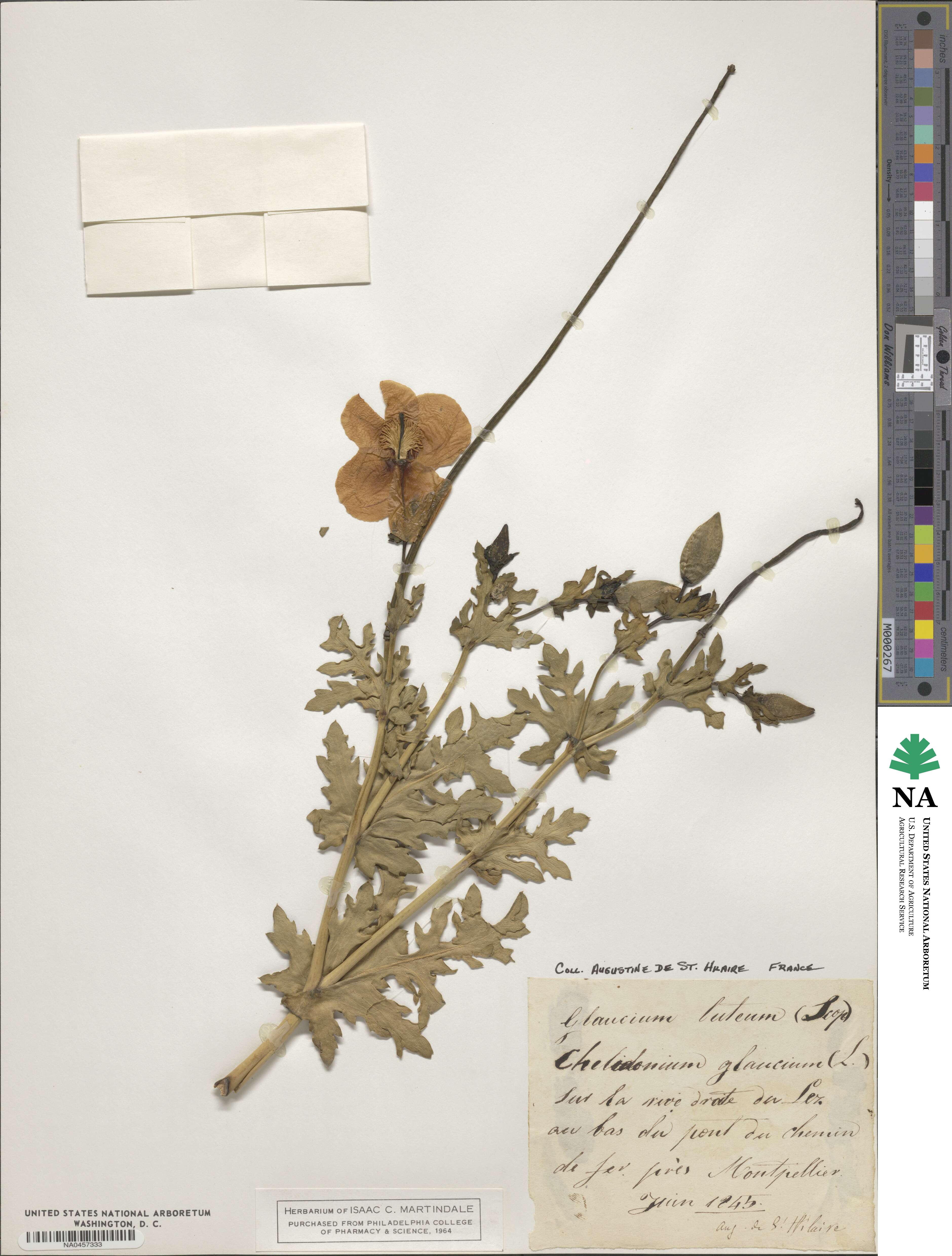 Glaucium flavum image