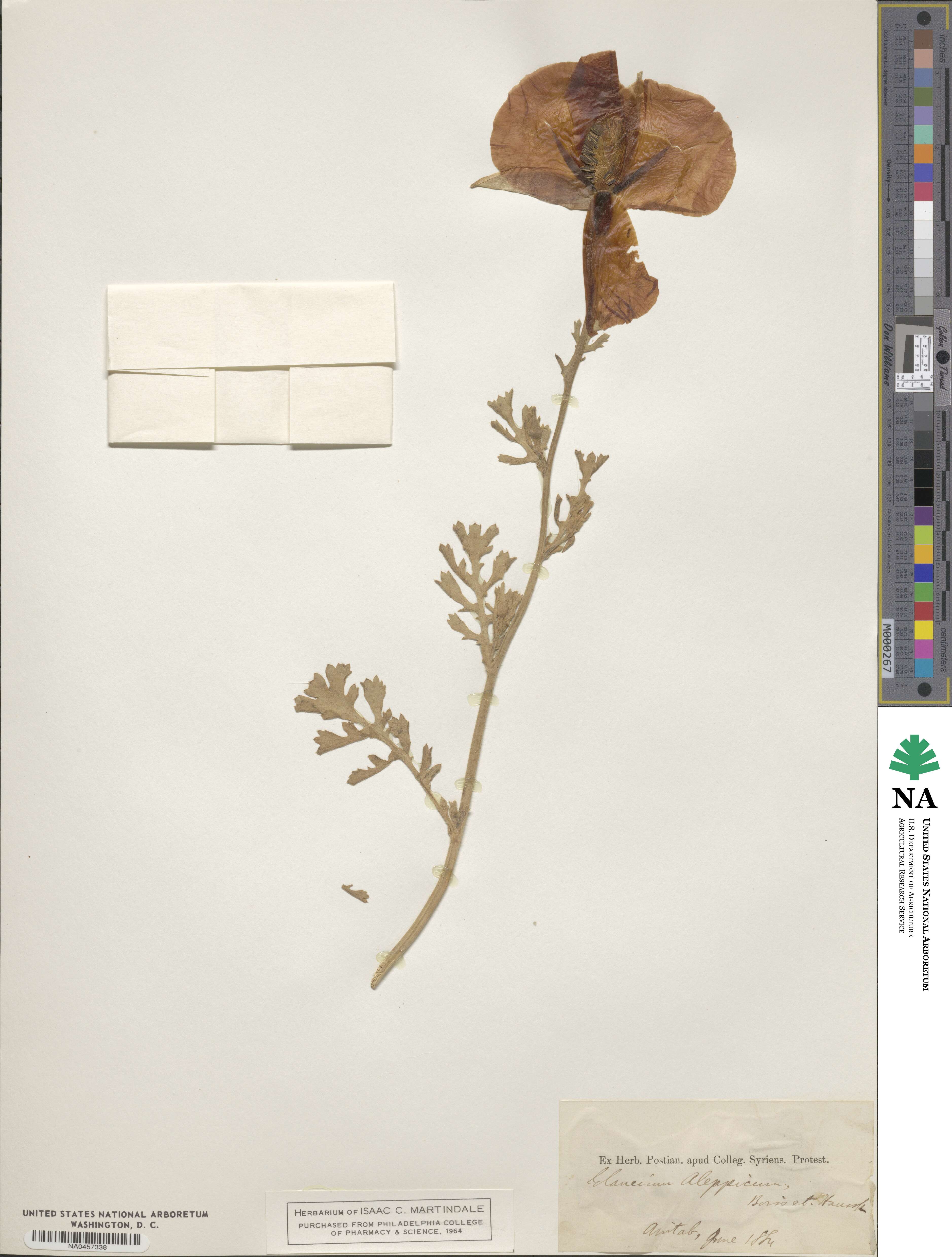 Glaucium aleppicum image