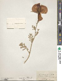 Image of Glaucium aleppicum