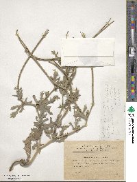 Glaucium corniculatum image
