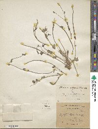 Image of Glaucium elegans