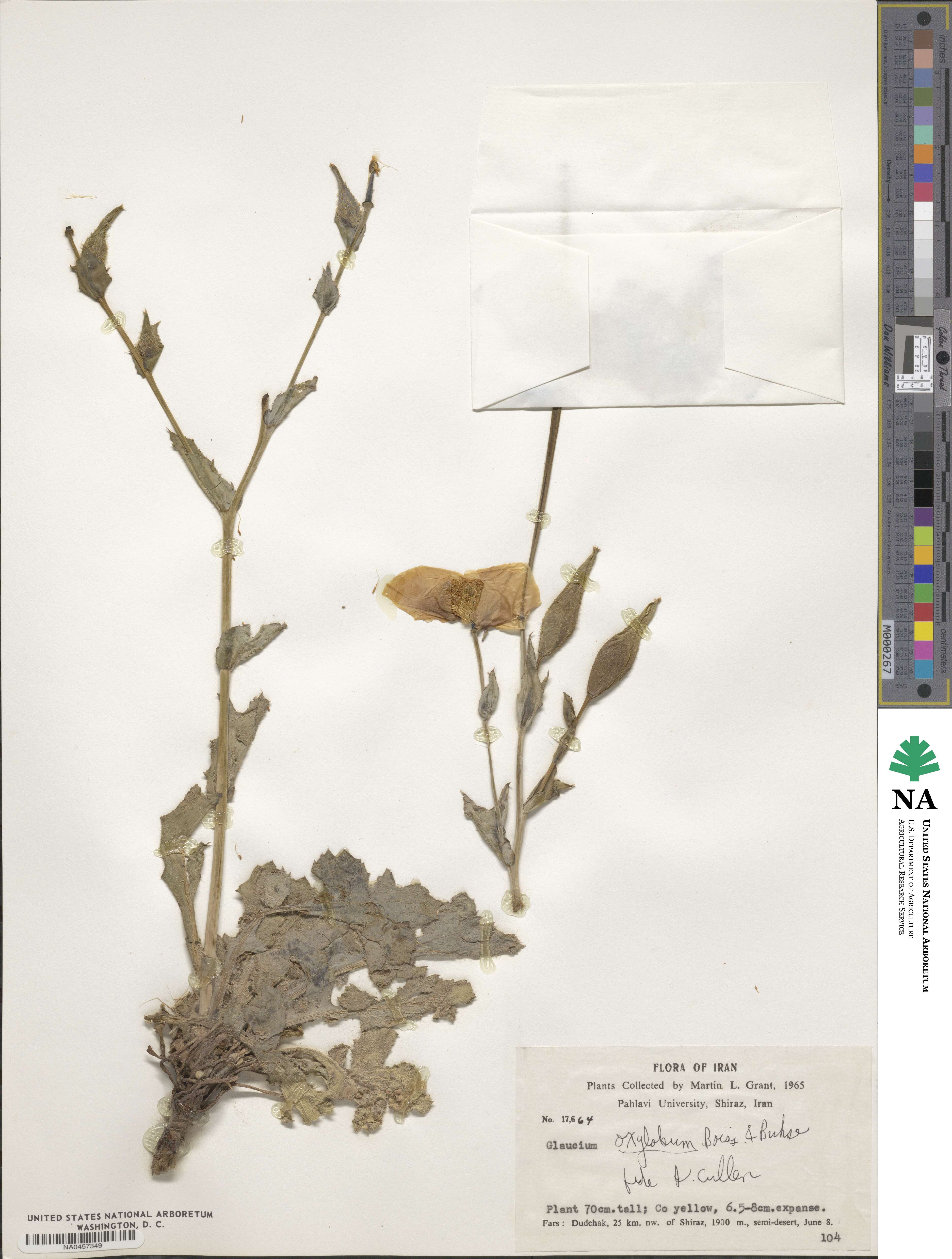 Glaucium oxylobum image