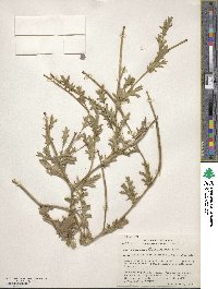 Glaucium corniculatum image