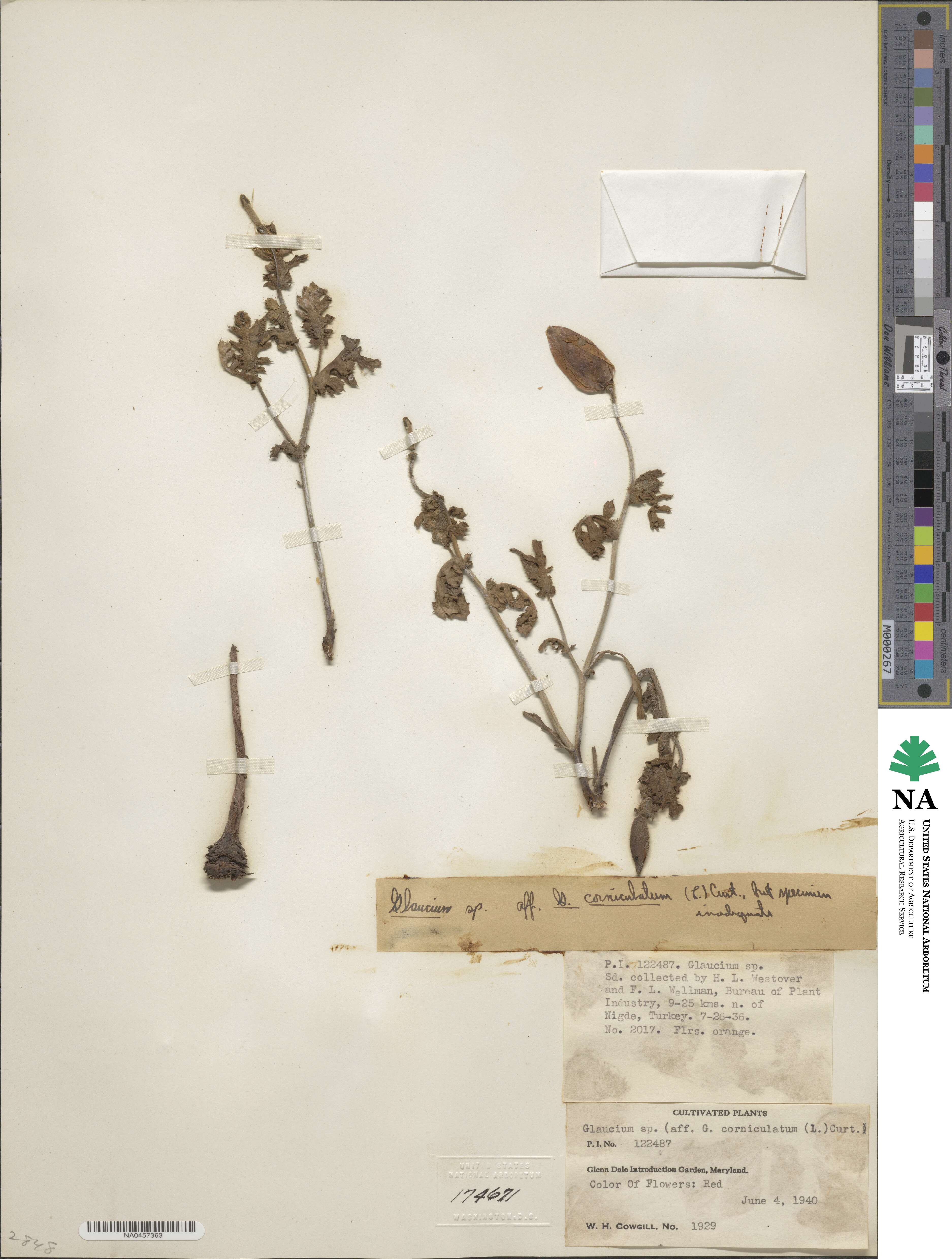 Glaucium corniculatum image