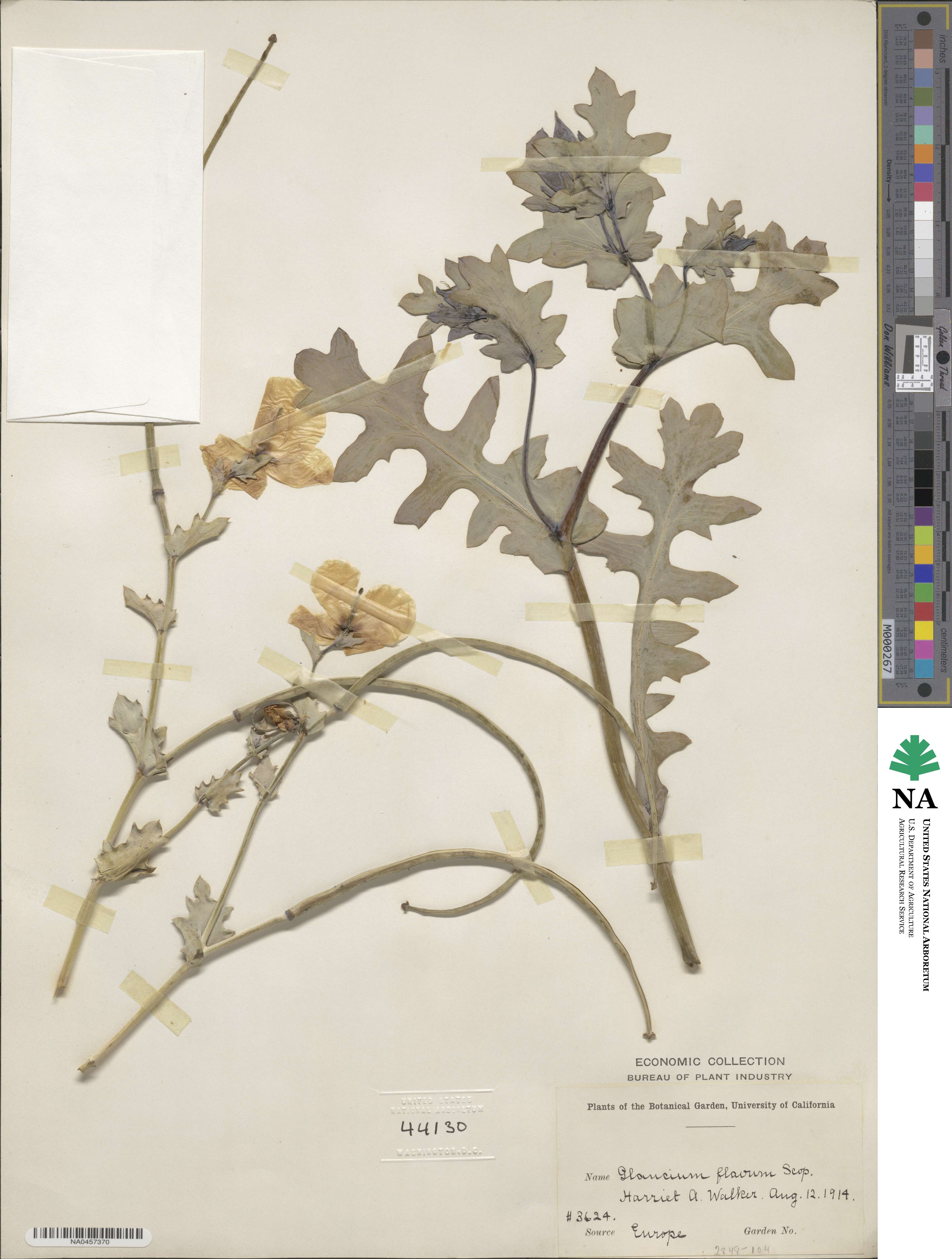 Glaucium flavum image