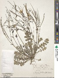 Image of Glaucium vitellinum