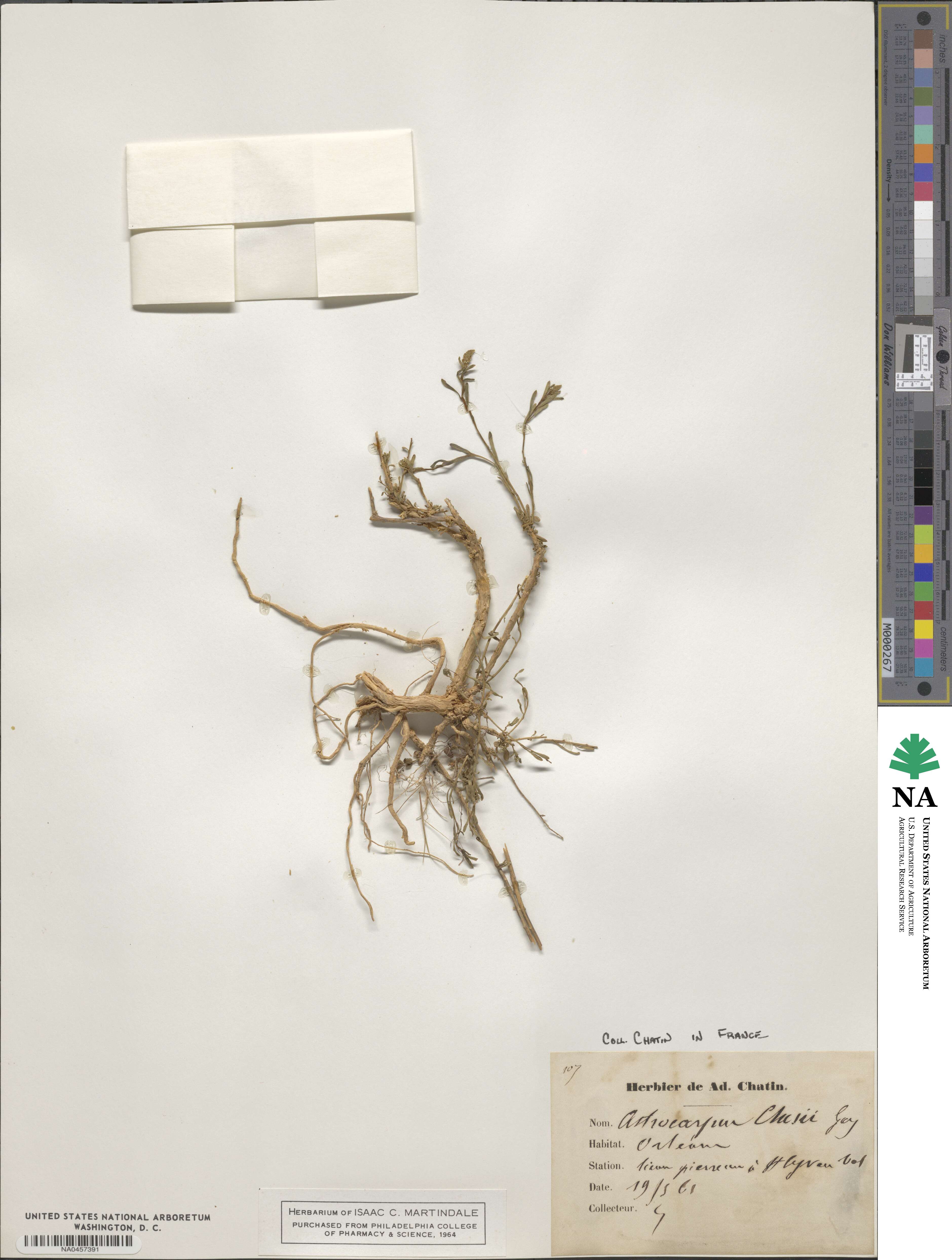 Sesamoides interrupta image