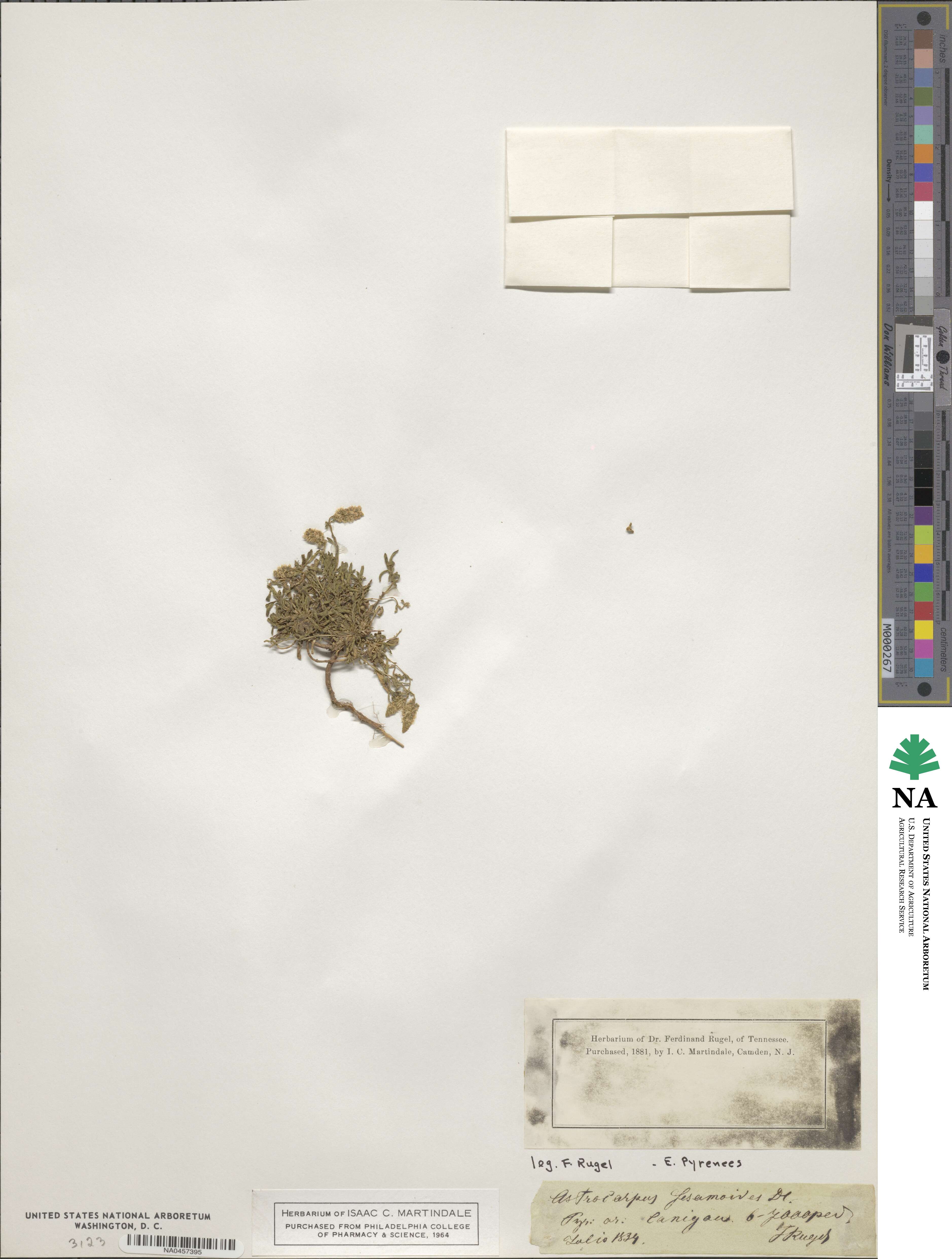 Reseda phyteuma image