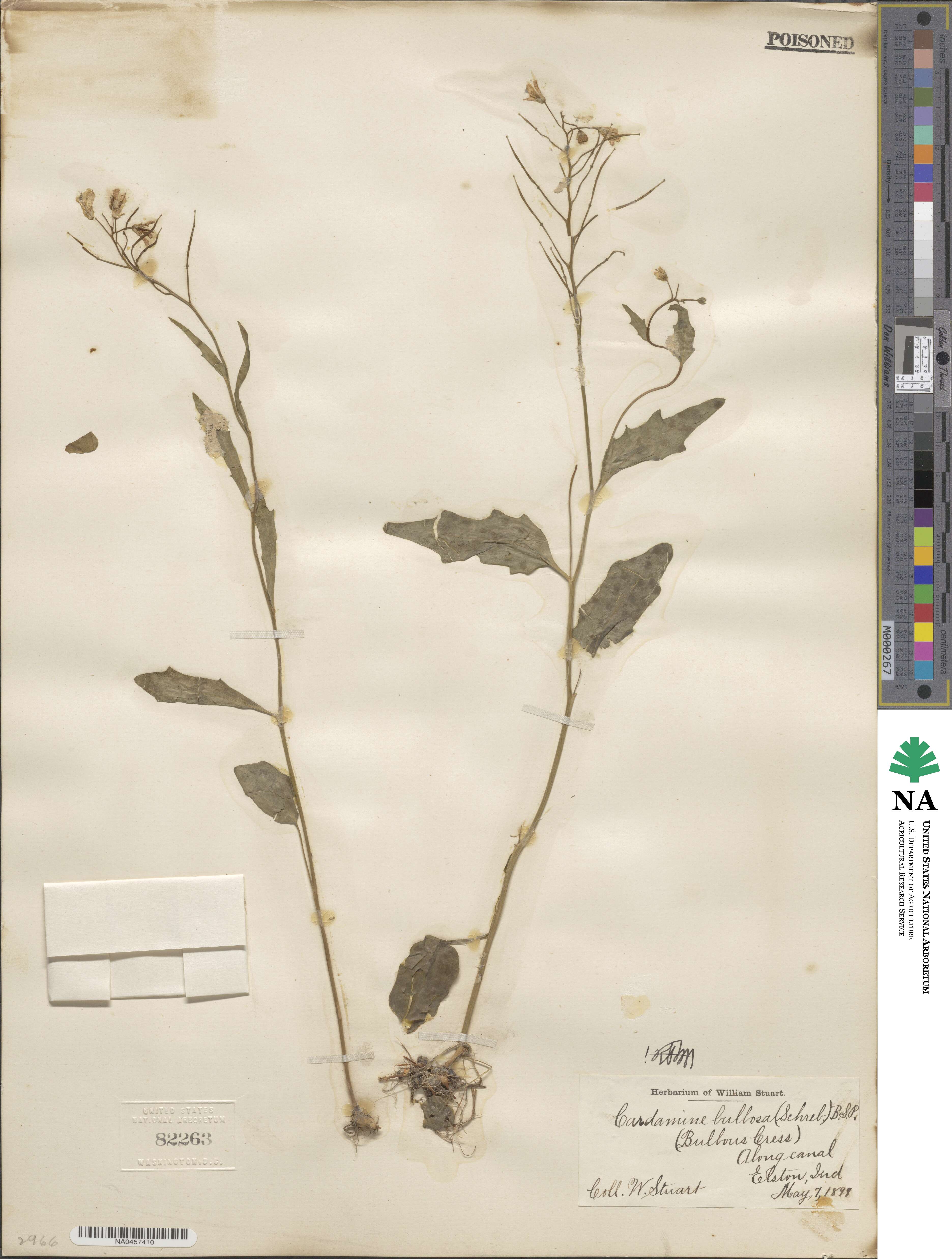 Cardamine bulbosa image