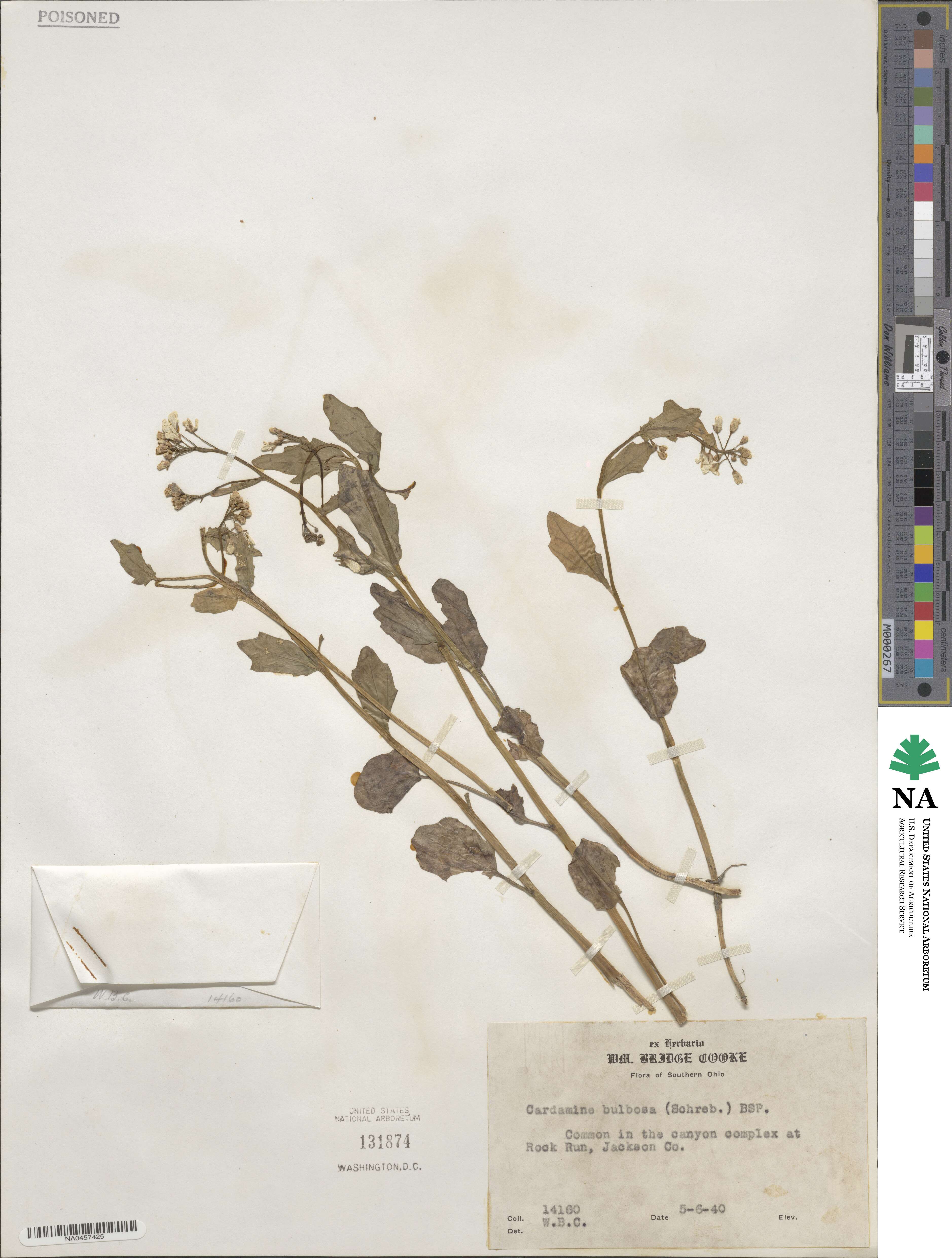 Cardamine bulbosa image