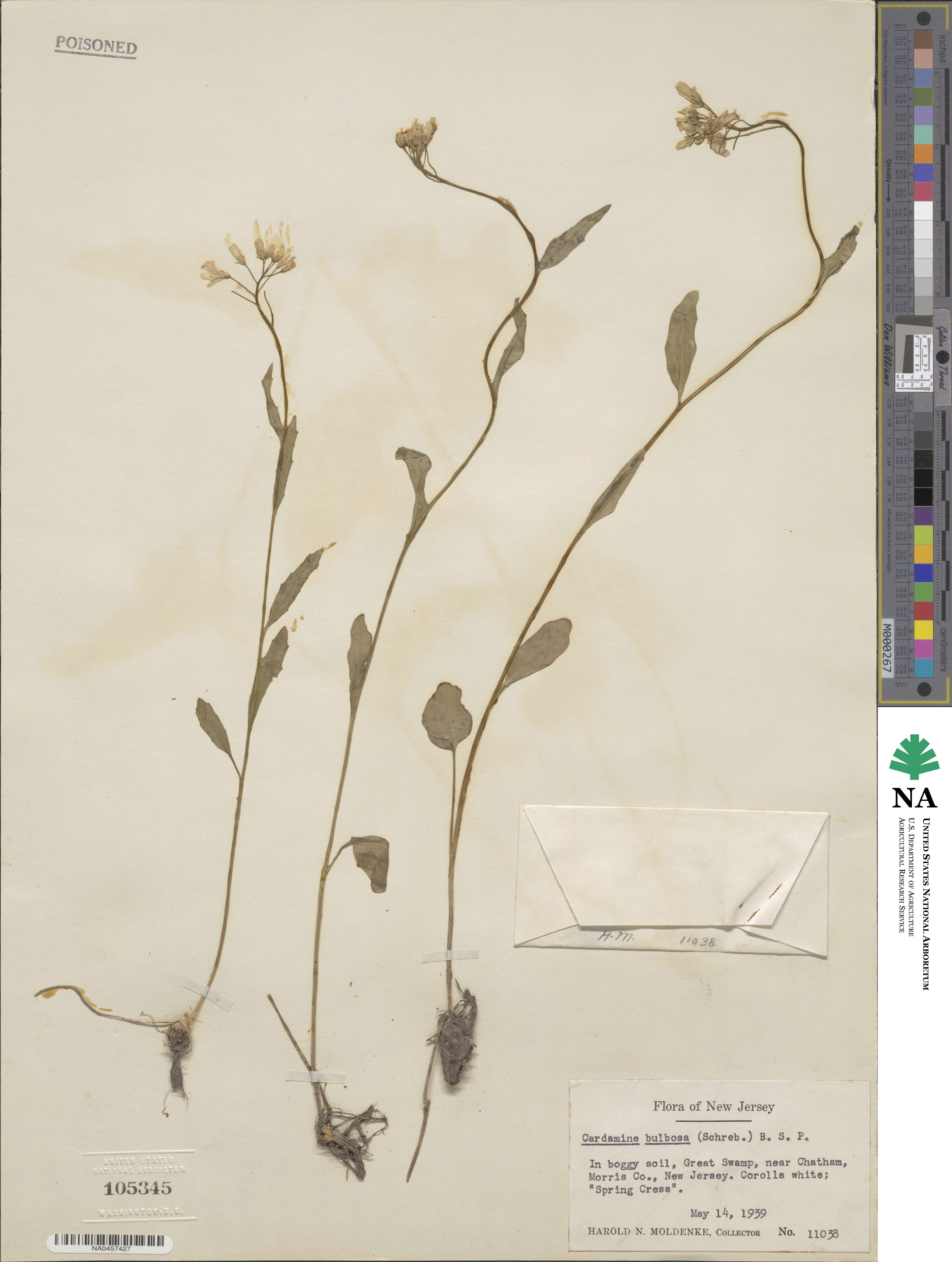 Cardamine bulbosa image