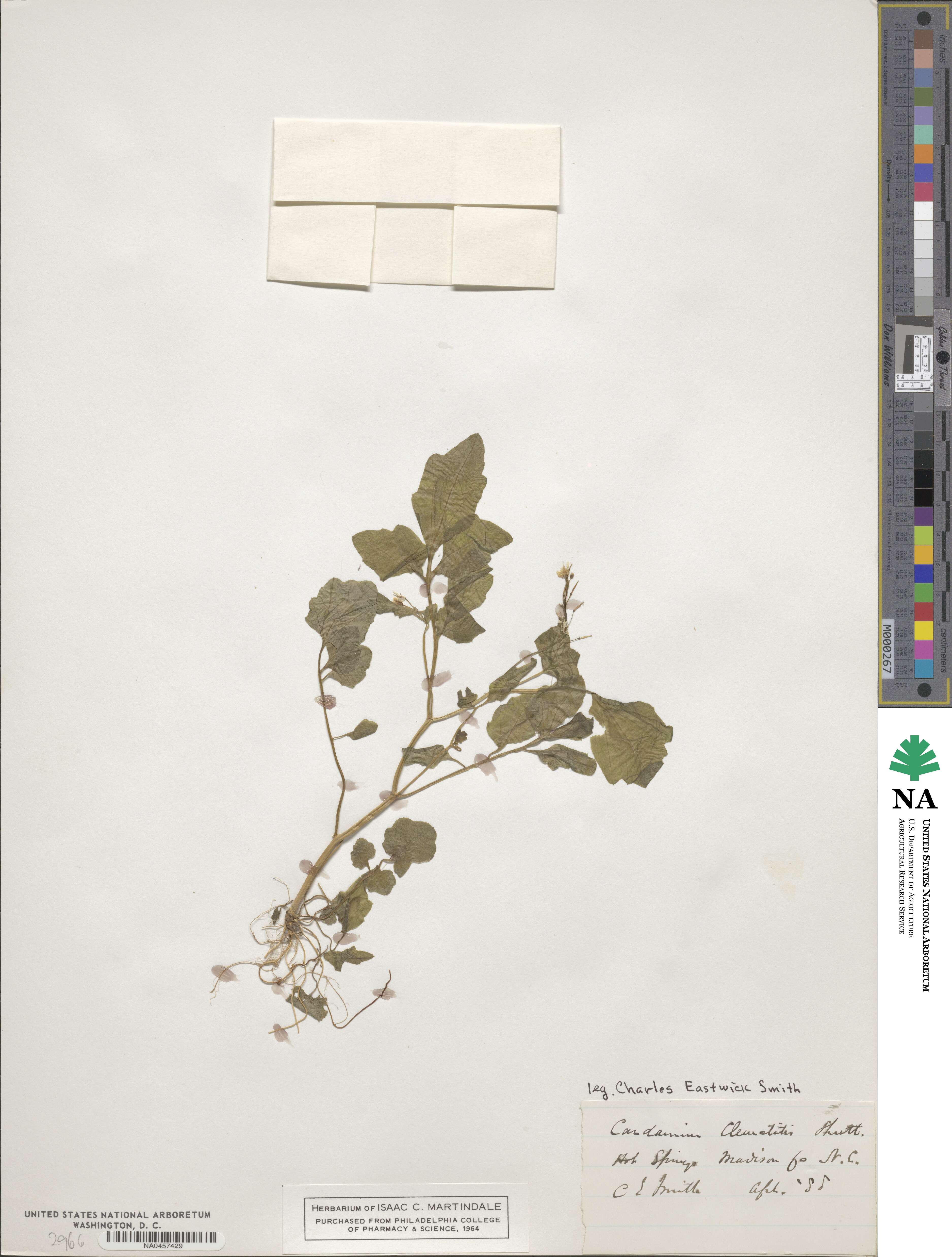 Cardamine clematitis image