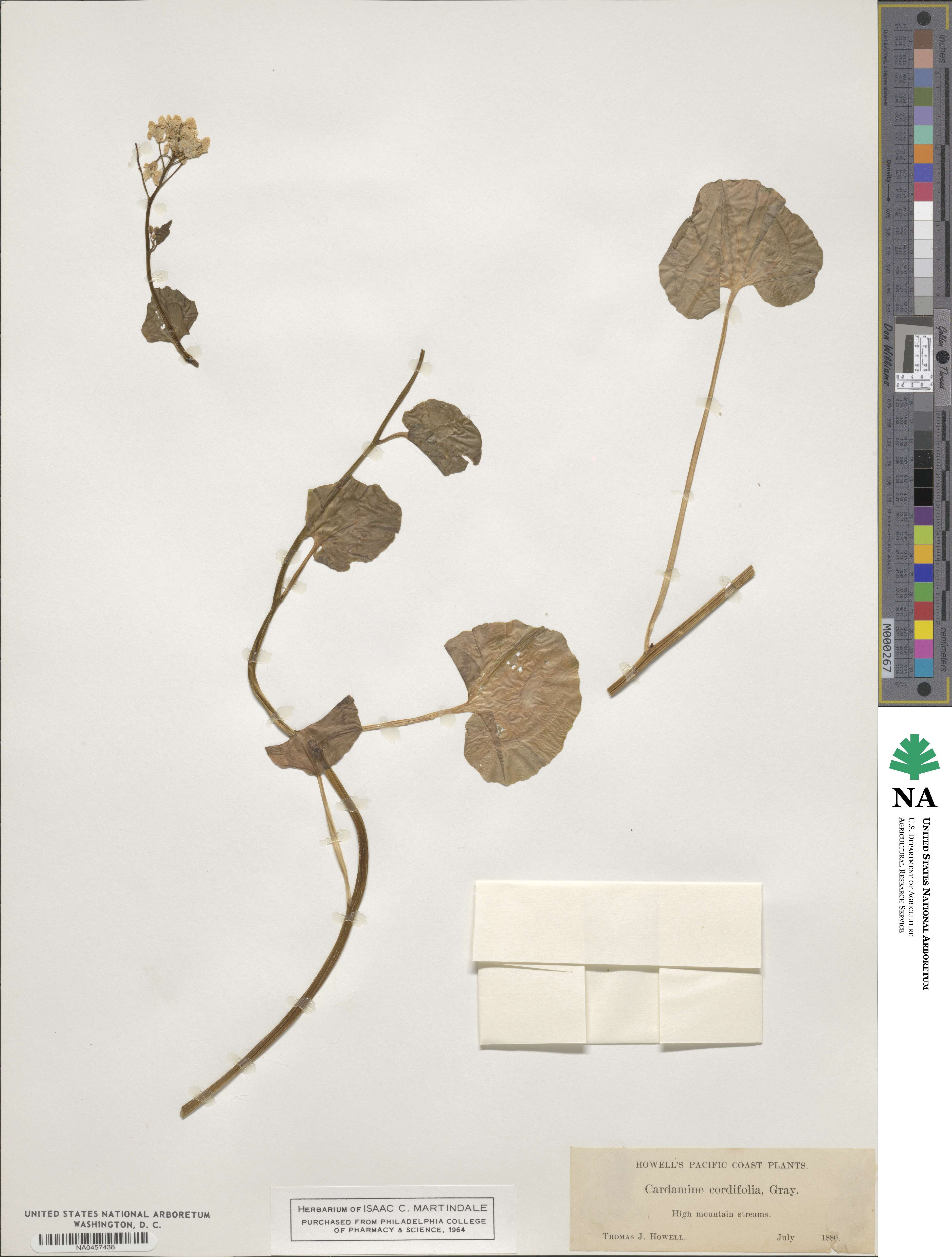 Cardamine cordifolia image