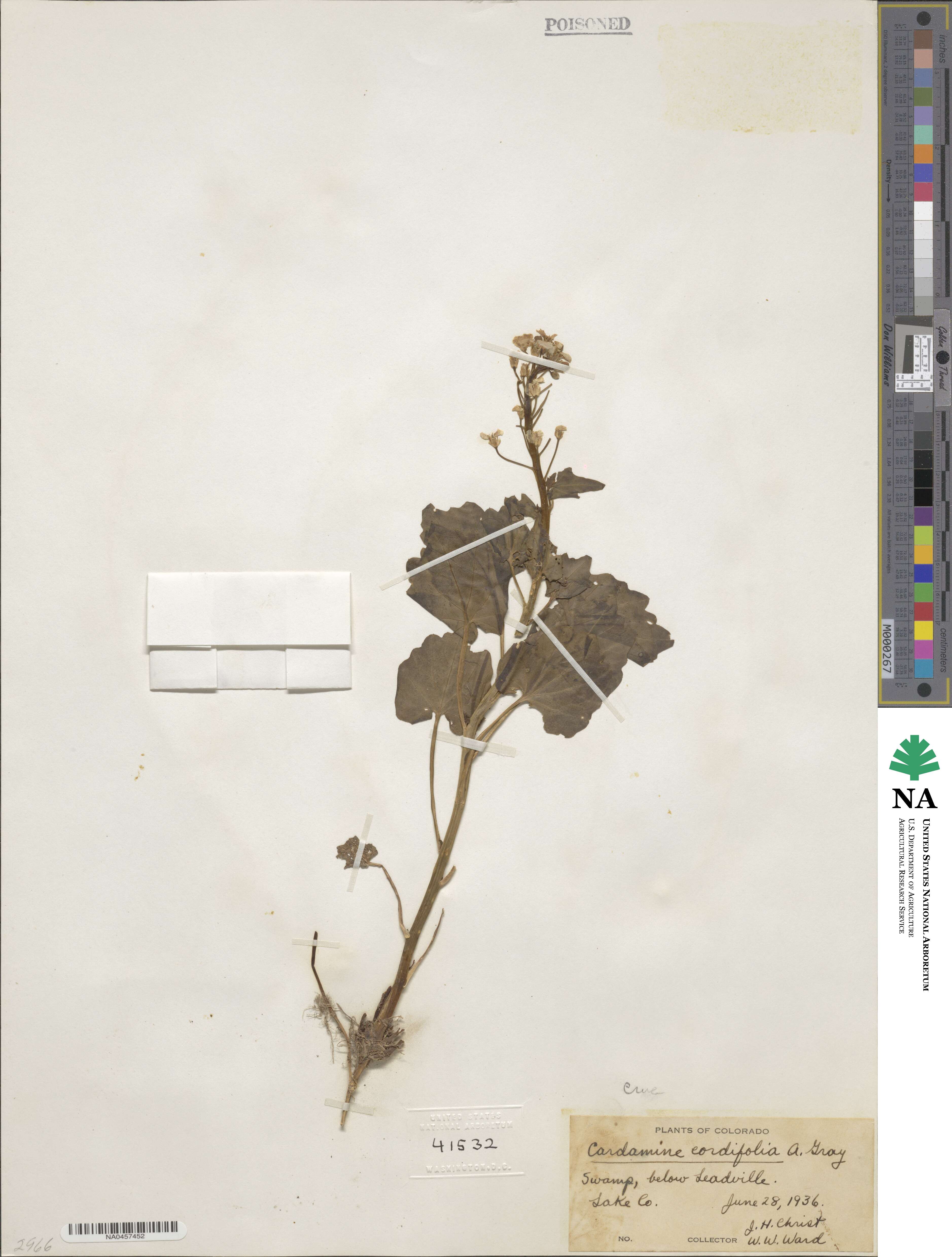 Cardamine cordifolia image