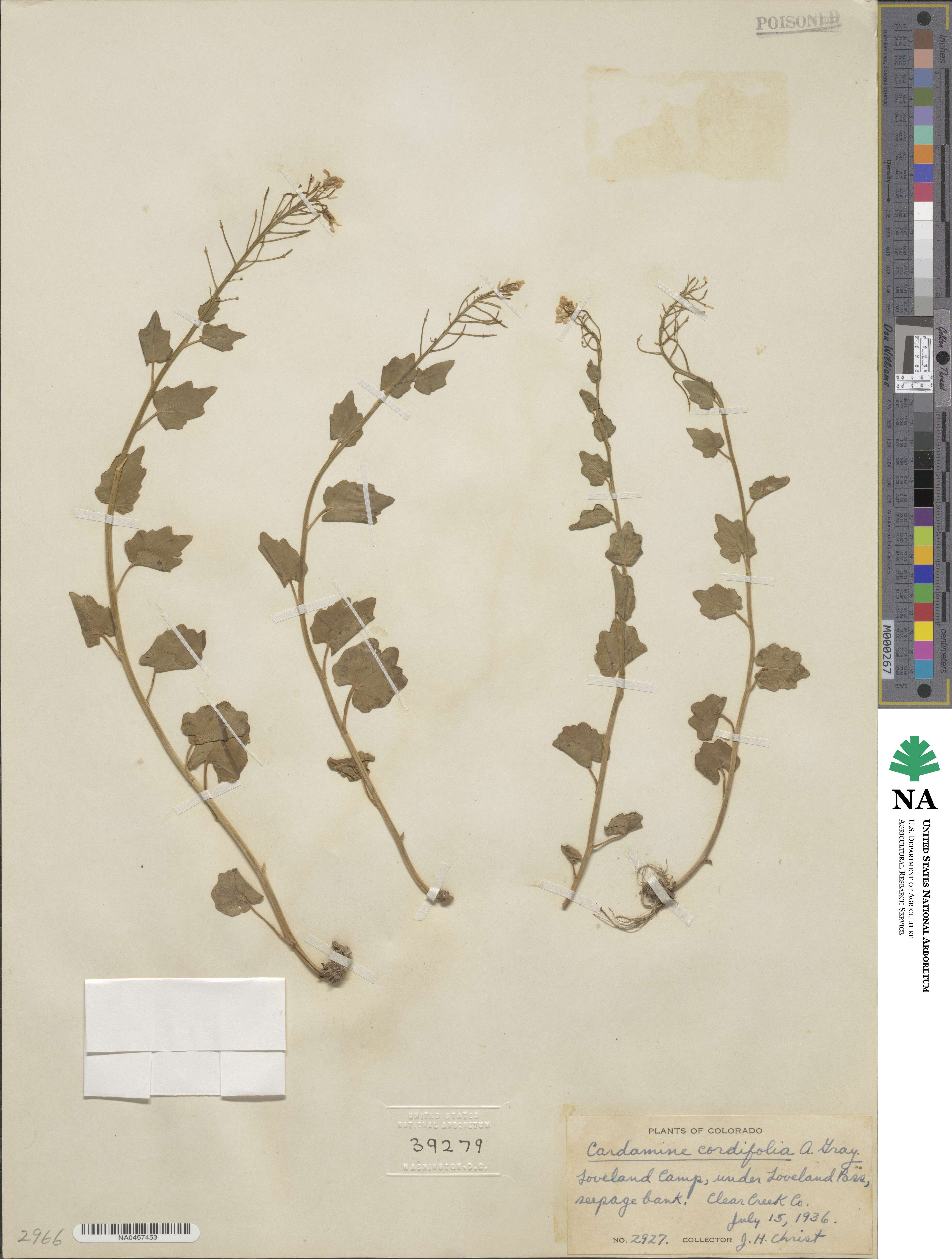Cardamine cordifolia image