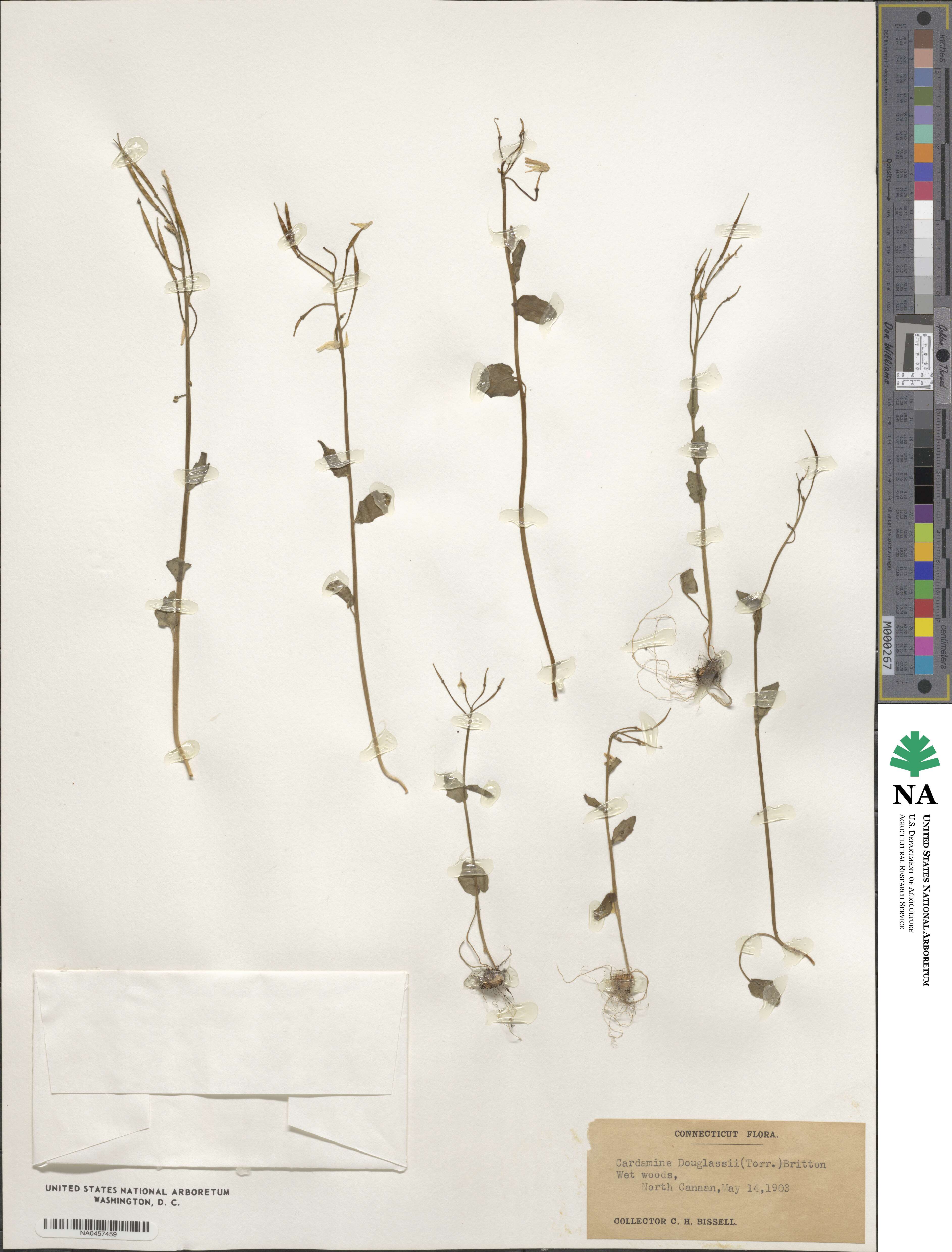 Cardamine douglassii image