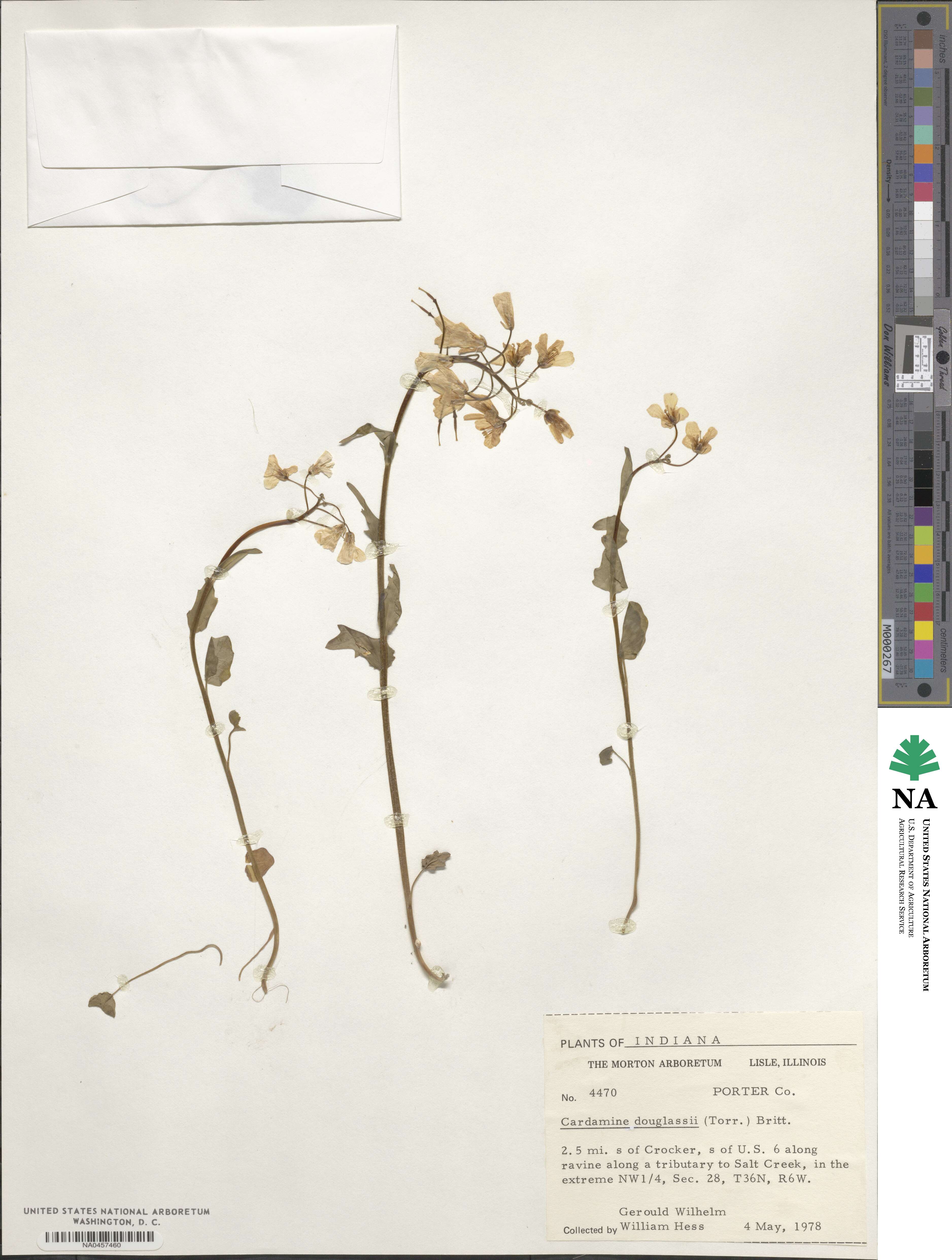 Cardamine douglassii image
