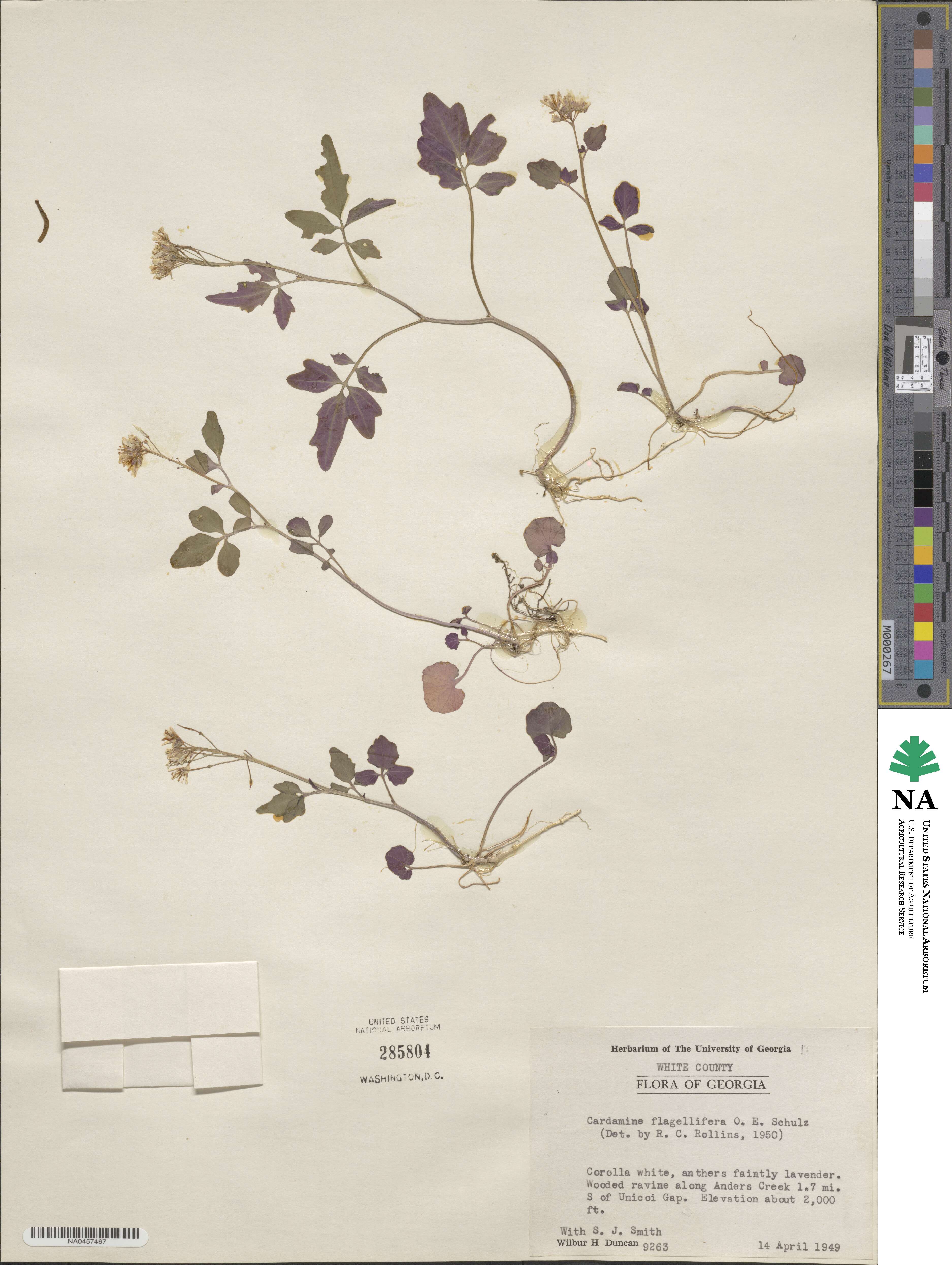Cardamine flagellifera image