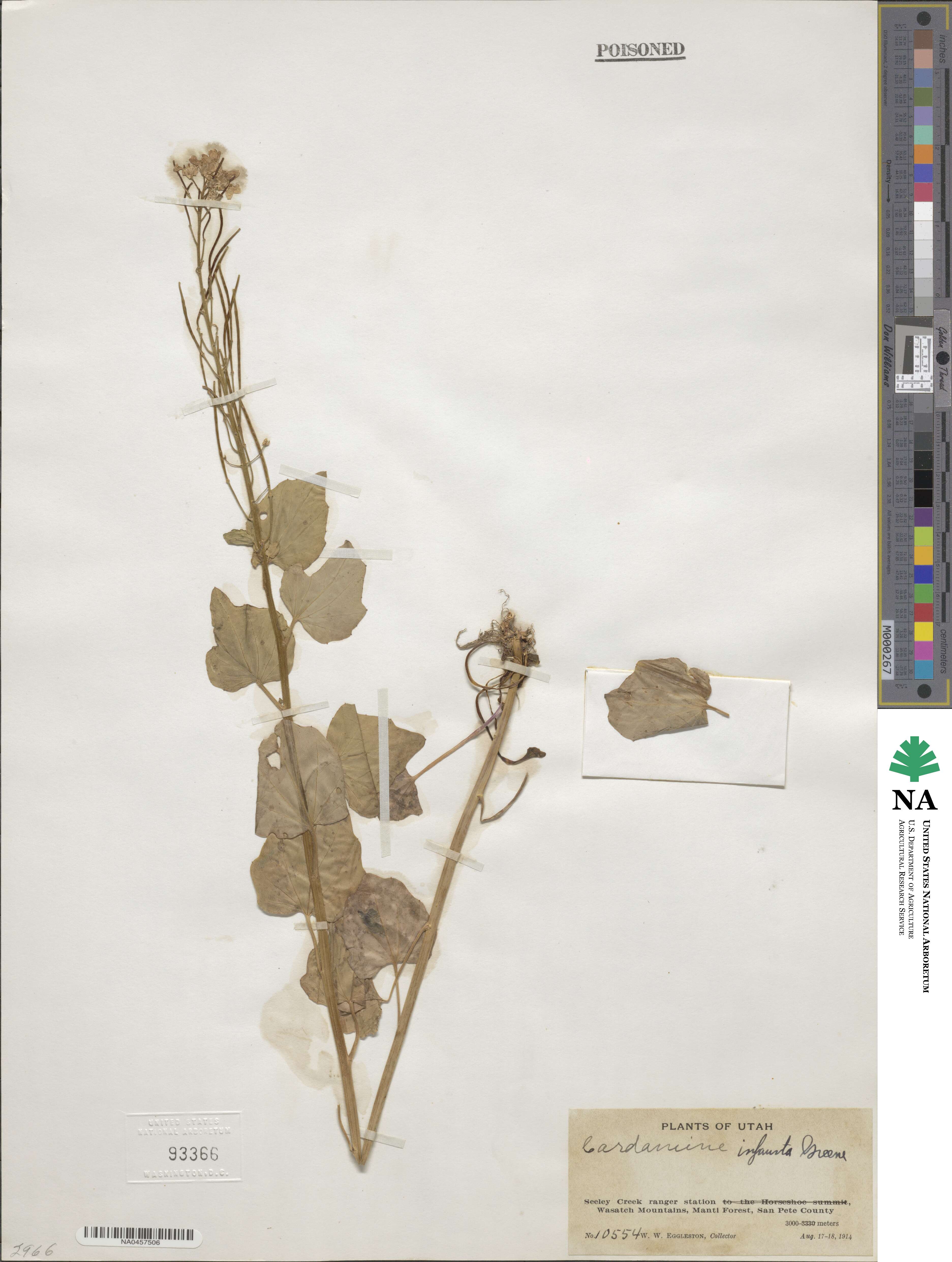 Cardamine cordifolia image