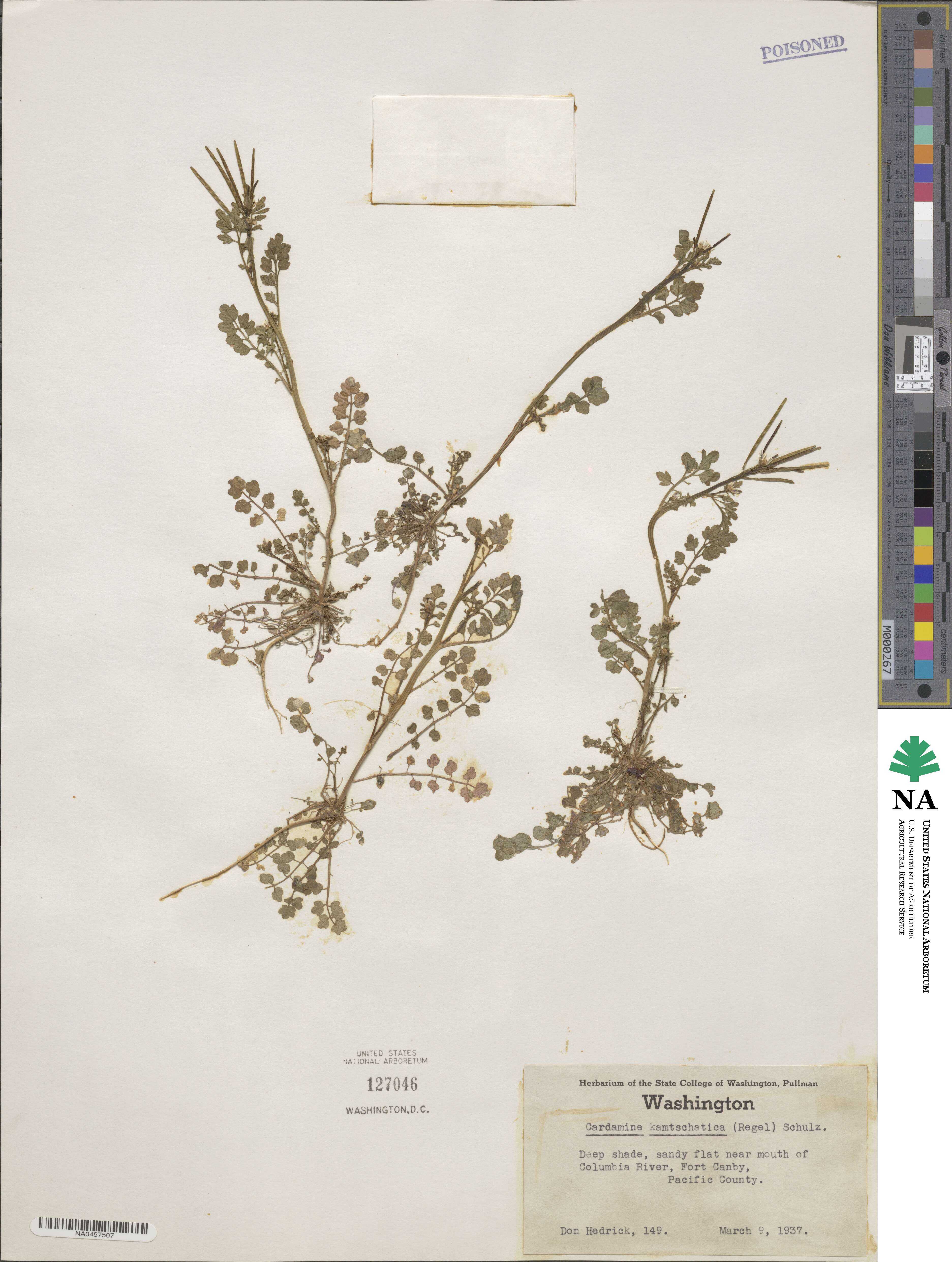 Cardamine umbellata image