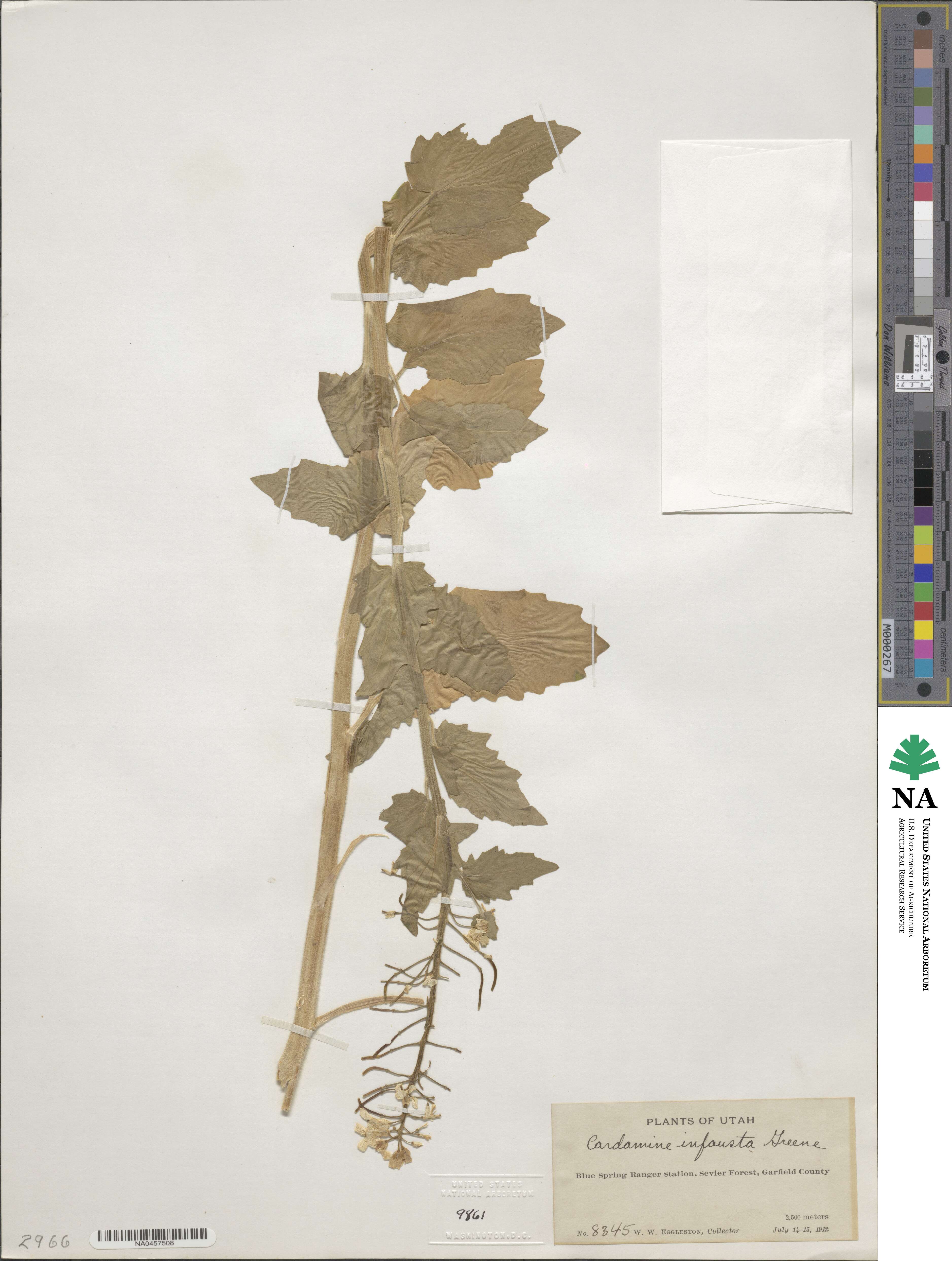 Cardamine cordifolia image