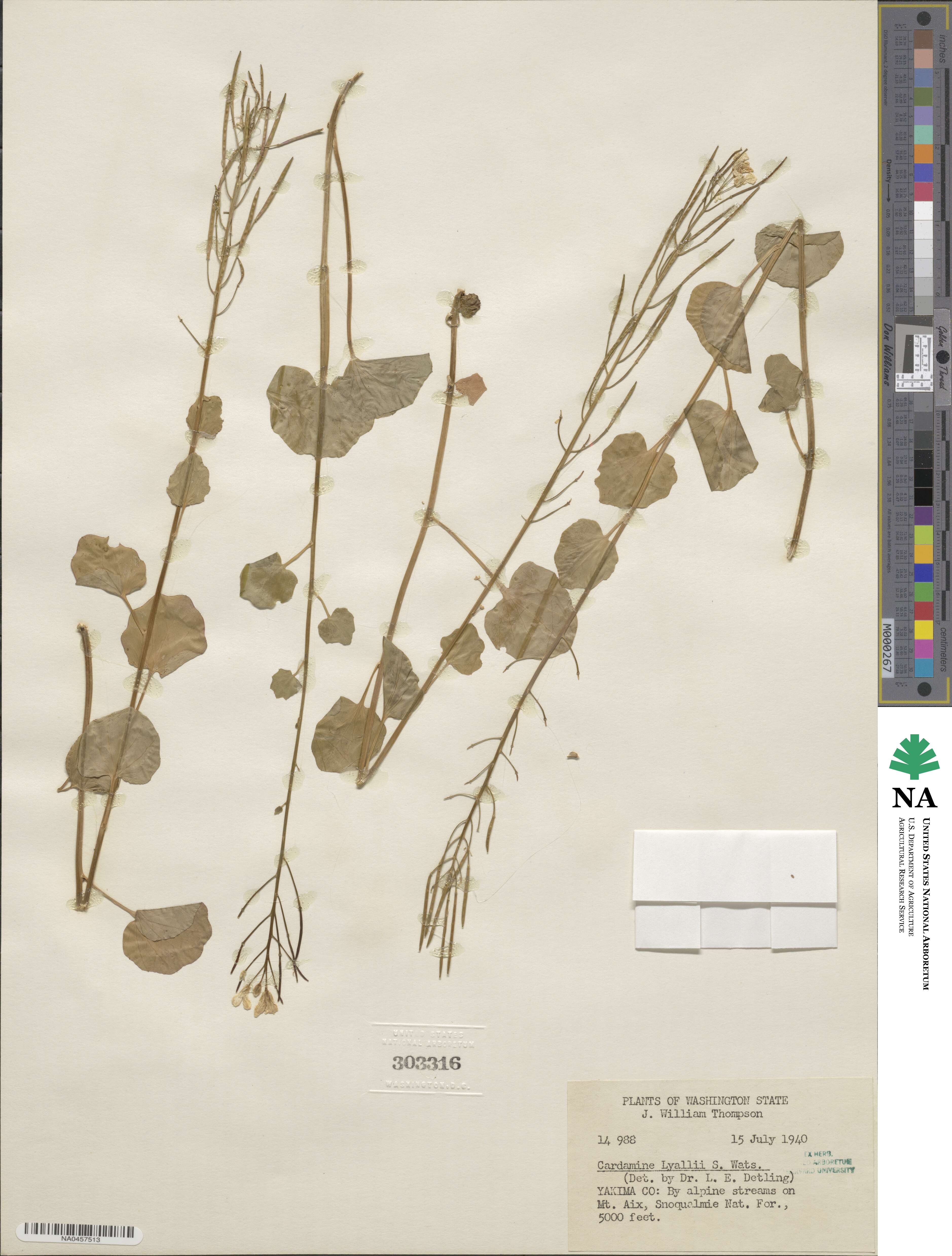 Cardamine cordifolia image