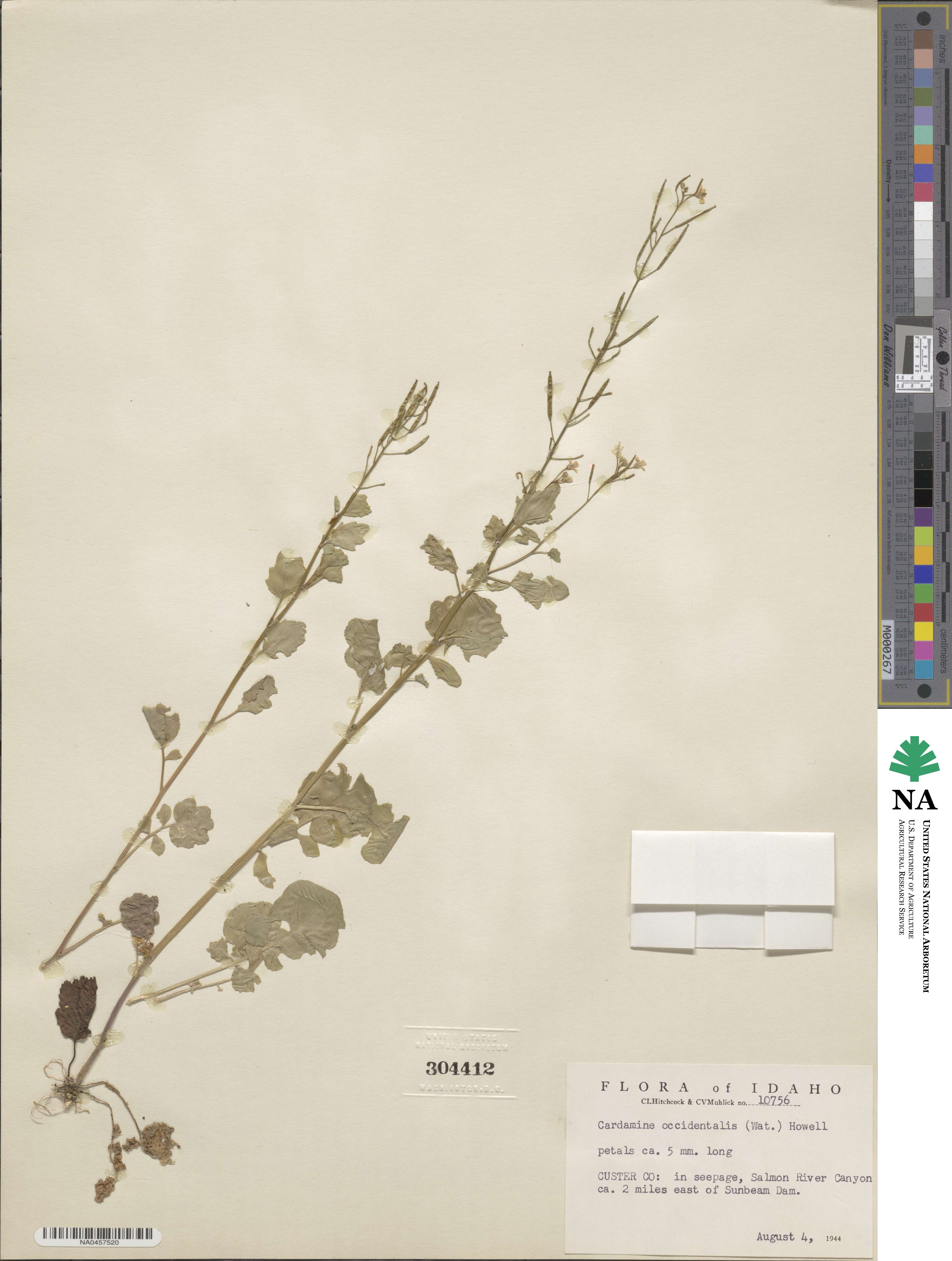 Cardamine occidentalis image