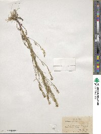 Cardamine parviflora image
