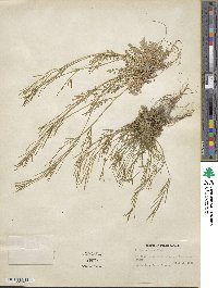 Cardamine parviflora image