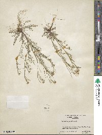 Cardamine parviflora image