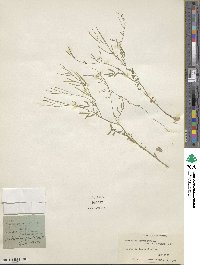 Cardamine parviflora image