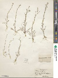 Cardamine parviflora image