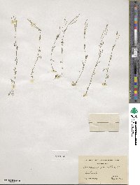 Cardamine parviflora image